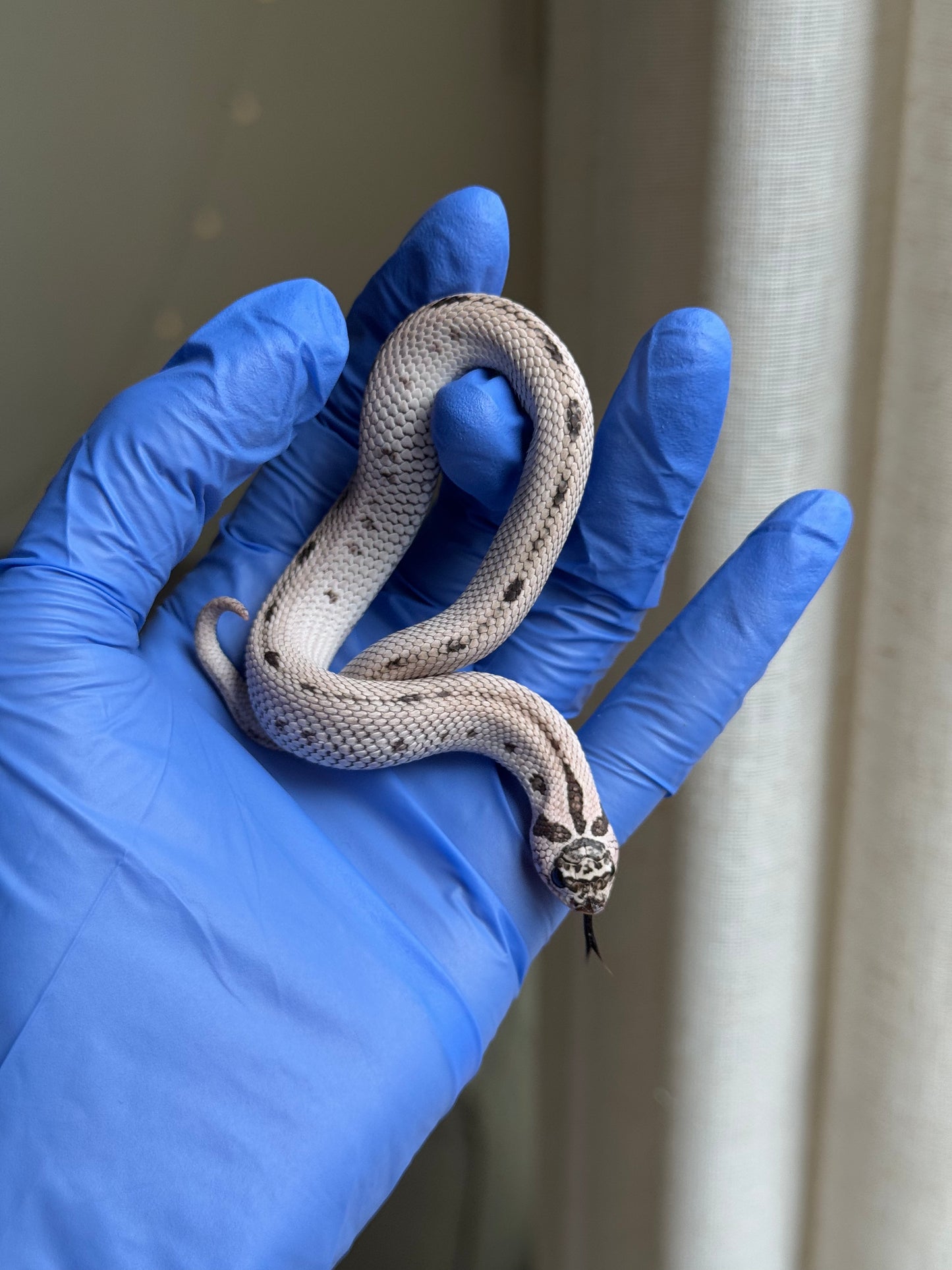 2025 超級北極康達50%ph薰衣草 ♀ (H25319)