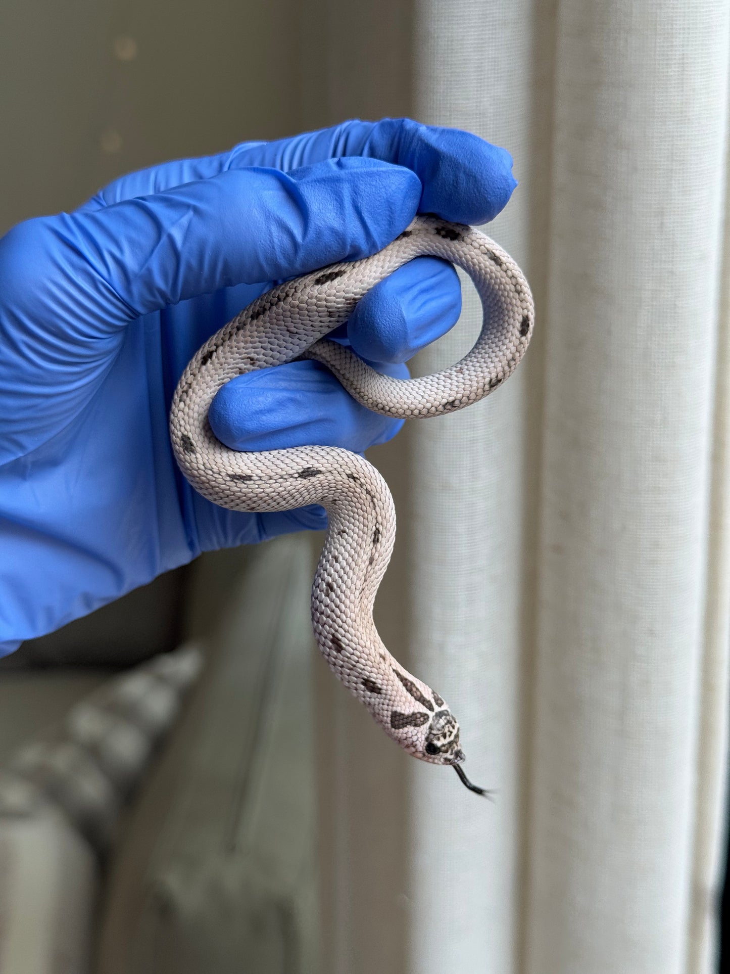 2025 超級北極康達50%ph薰衣草 ♀ (H25319)