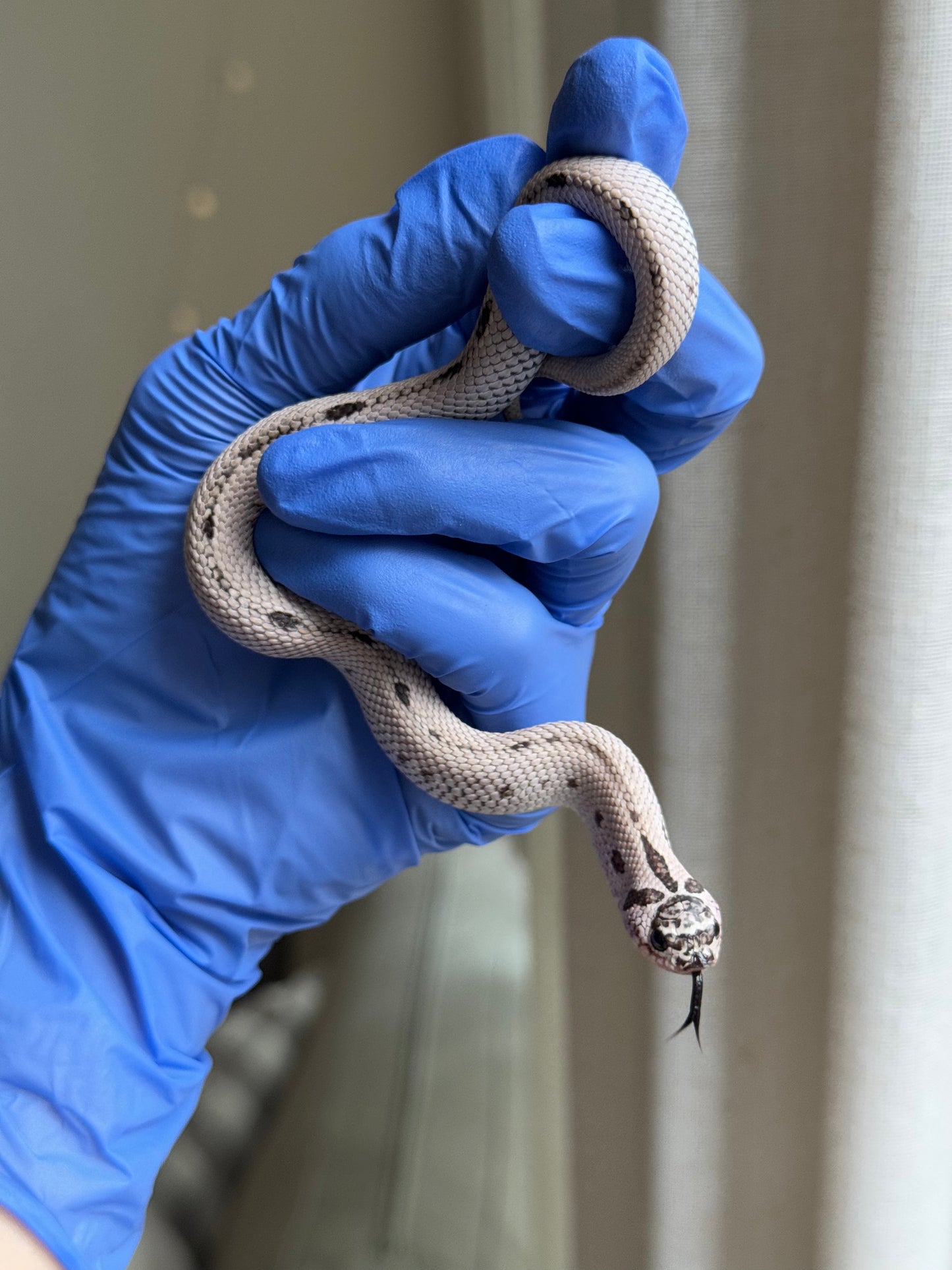 2025 超級北極康達50%ph薰衣草 ♀ (H25319)