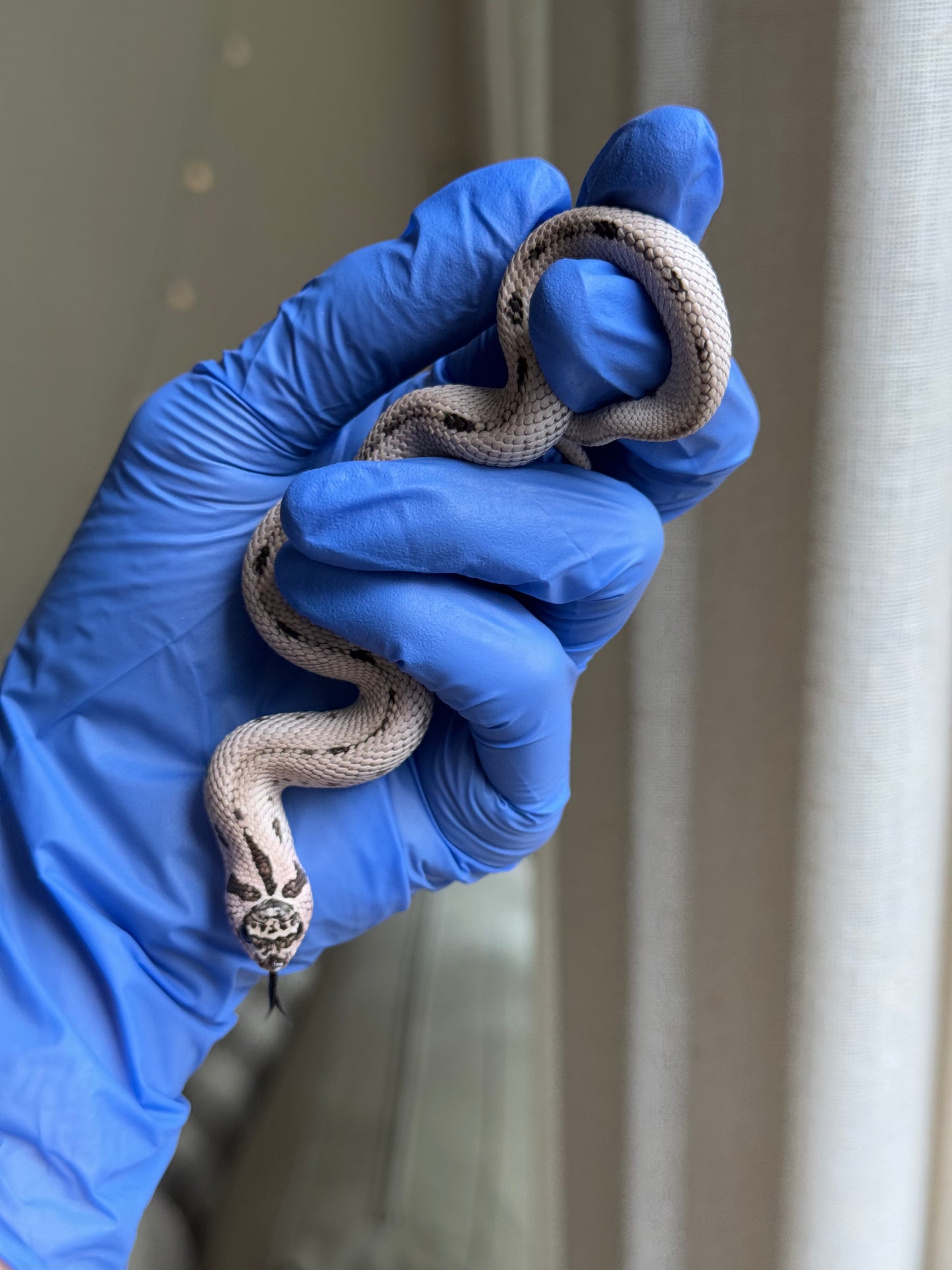 2025 超級北極康達50%ph薰衣草 ♀ (H25319)