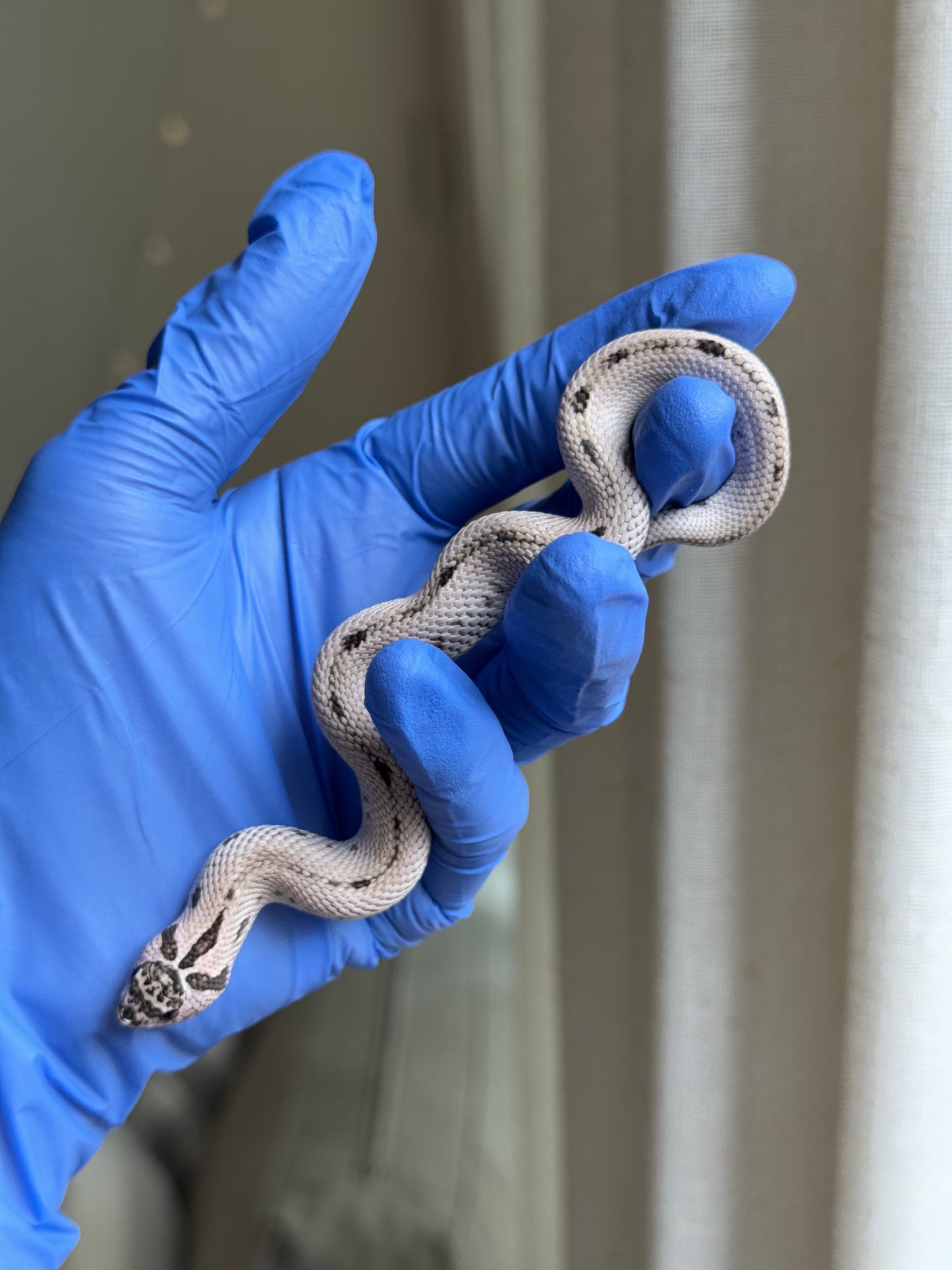 2025 超級北極康達50%ph薰衣草 ♀ (H25319)