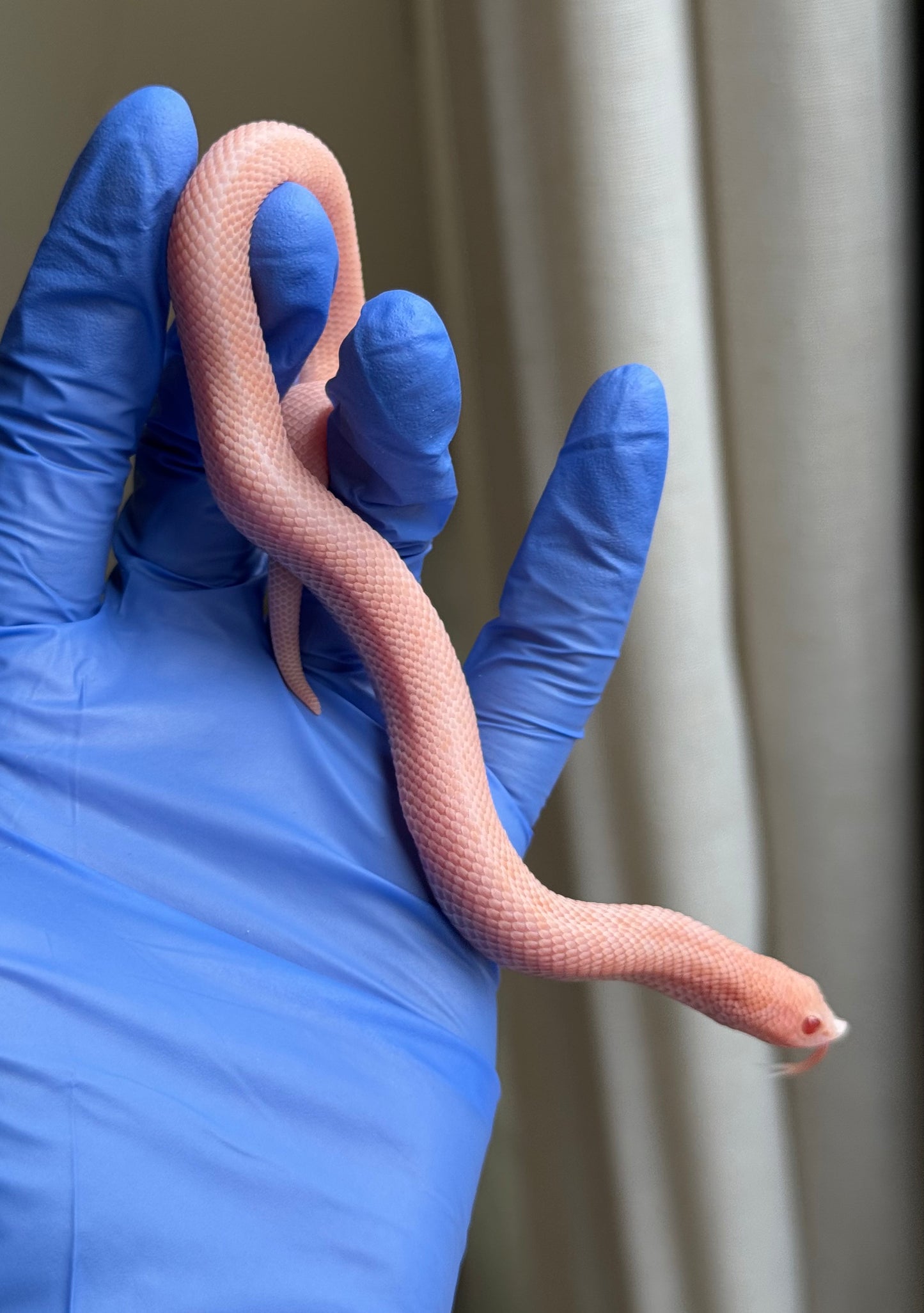 2025 超級北極太陽爆炸 ♀ (H25215)