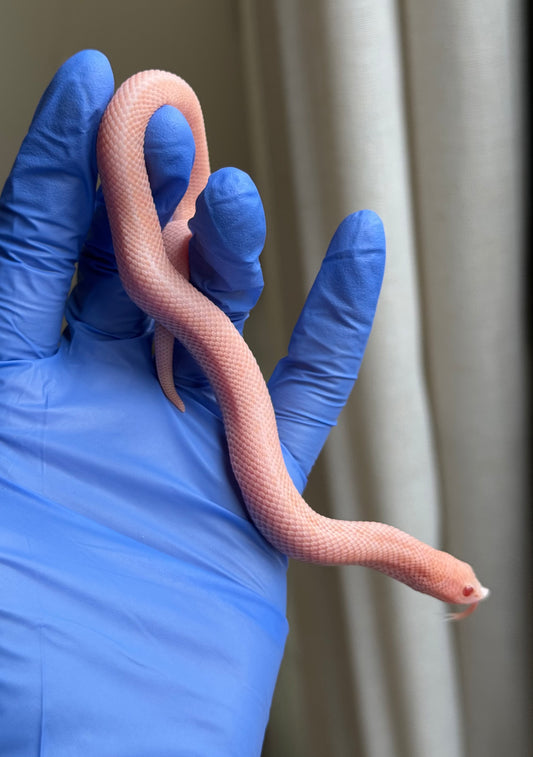 2025 超級北極太陽爆炸 ♀ (H25215)