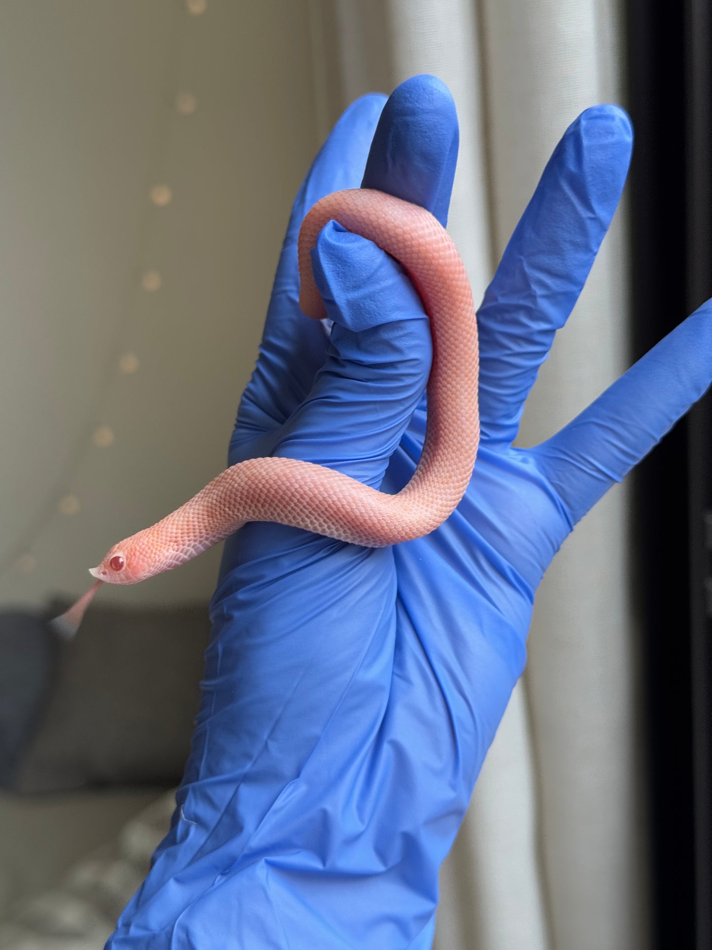 2025 超級北極太陽爆炸 ♀ (H25215)