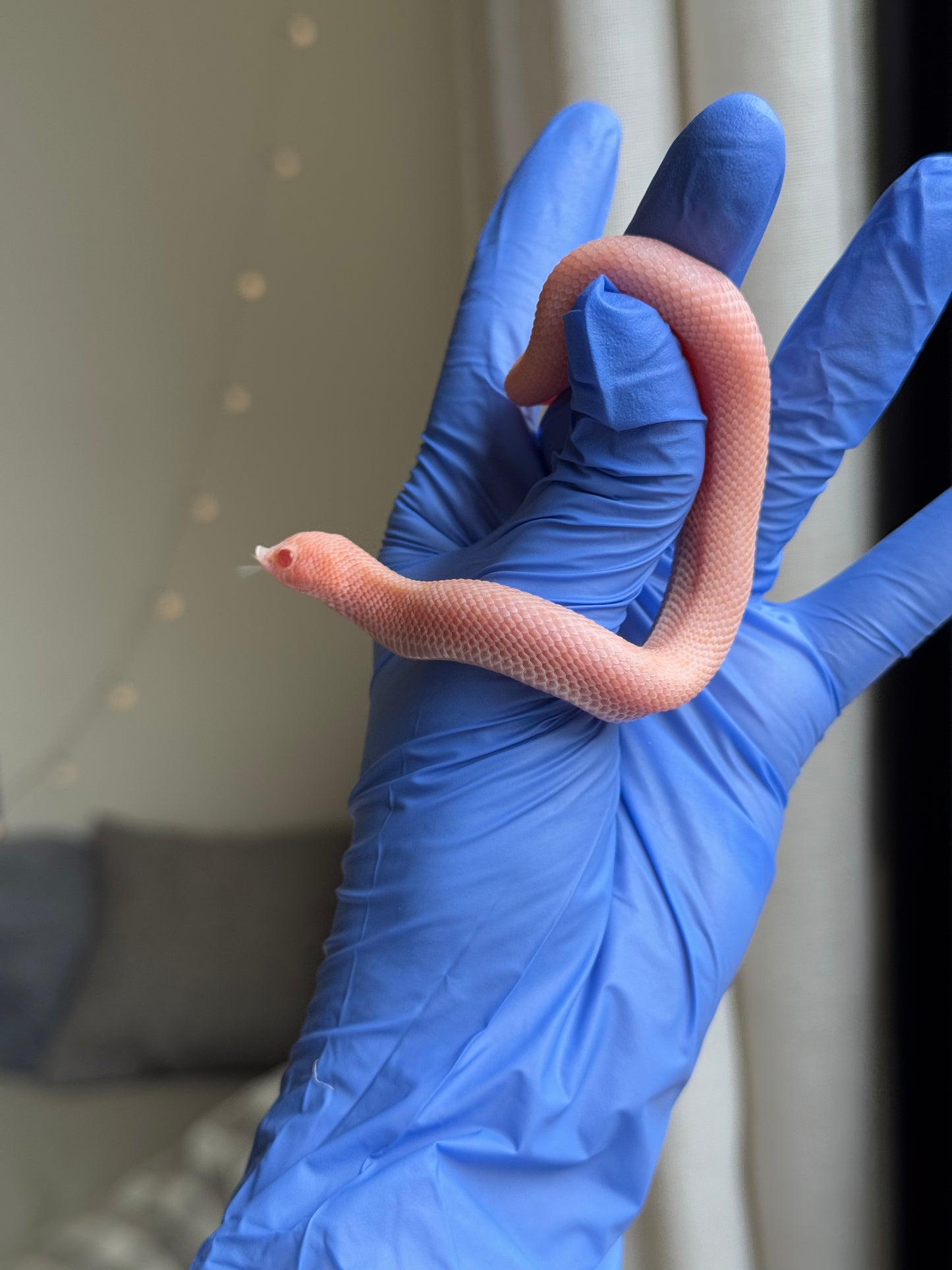 2025 超級北極太陽爆炸 ♀ (H25215)