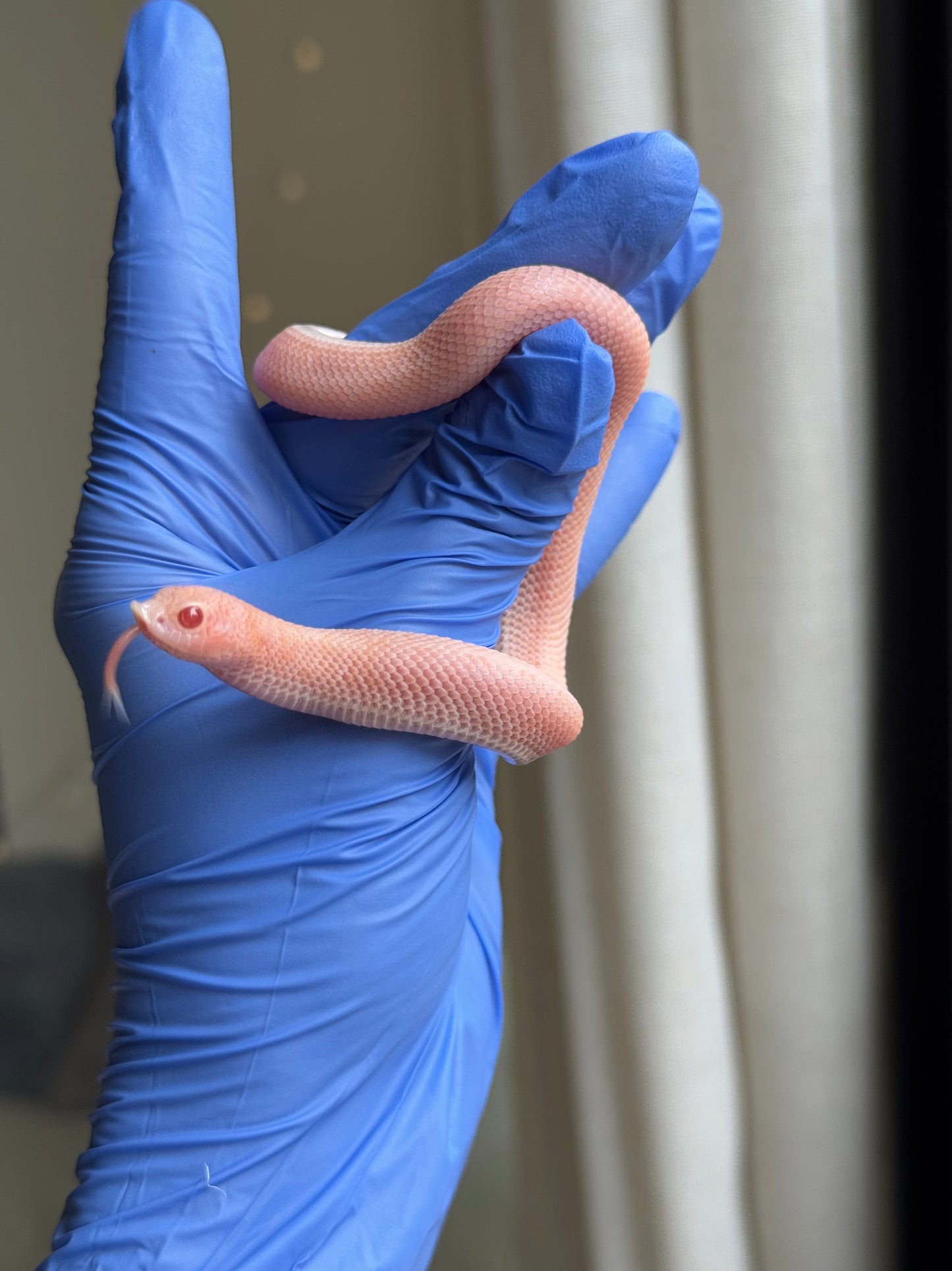 2025 超級北極太陽爆炸 ♀ (H25215)