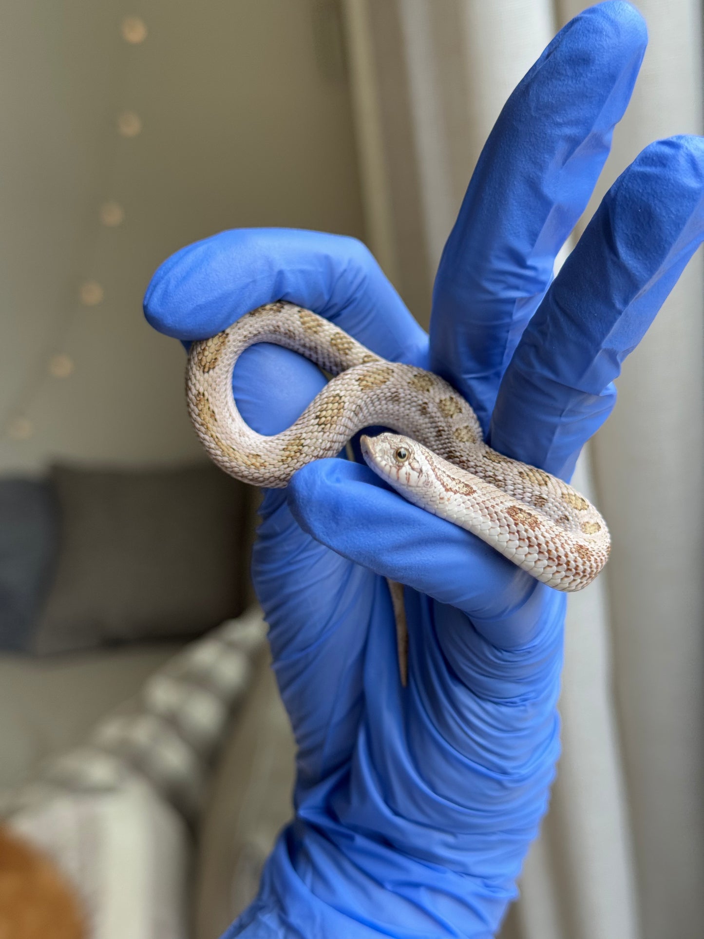 2025 北極康達鬼臉50%ph薰衣草 ♂ (H25317)