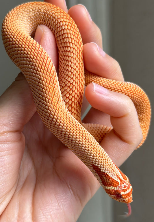 極端紅白化超級康達