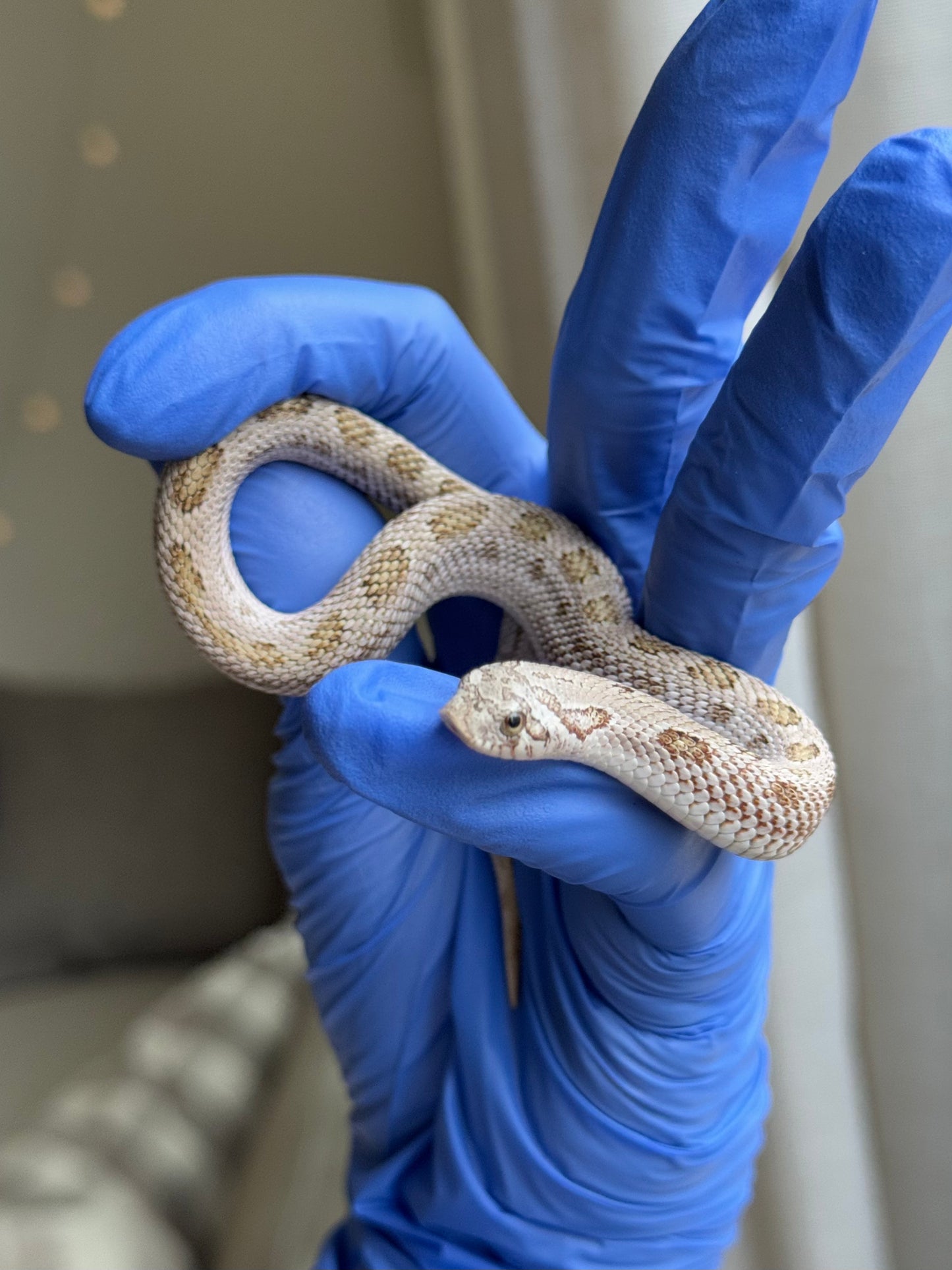 2025 北極康達鬼臉50%ph薰衣草 ♂ (H25317)