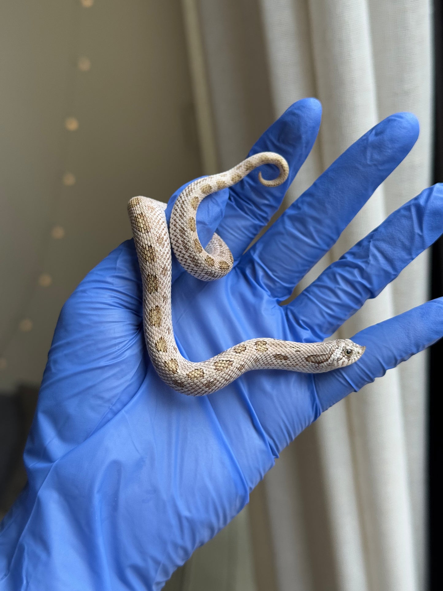 2025 北極康達鬼臉50%ph薰衣草 ♂ (H25317)