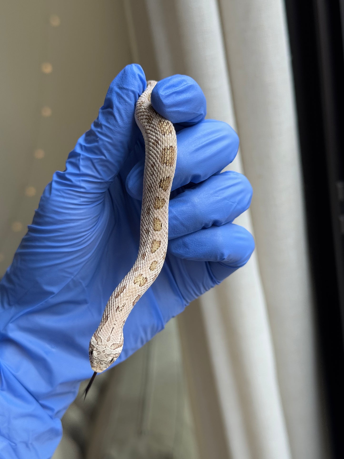 2025 北極康達鬼臉50%ph薰衣草 ♂ (H25317)