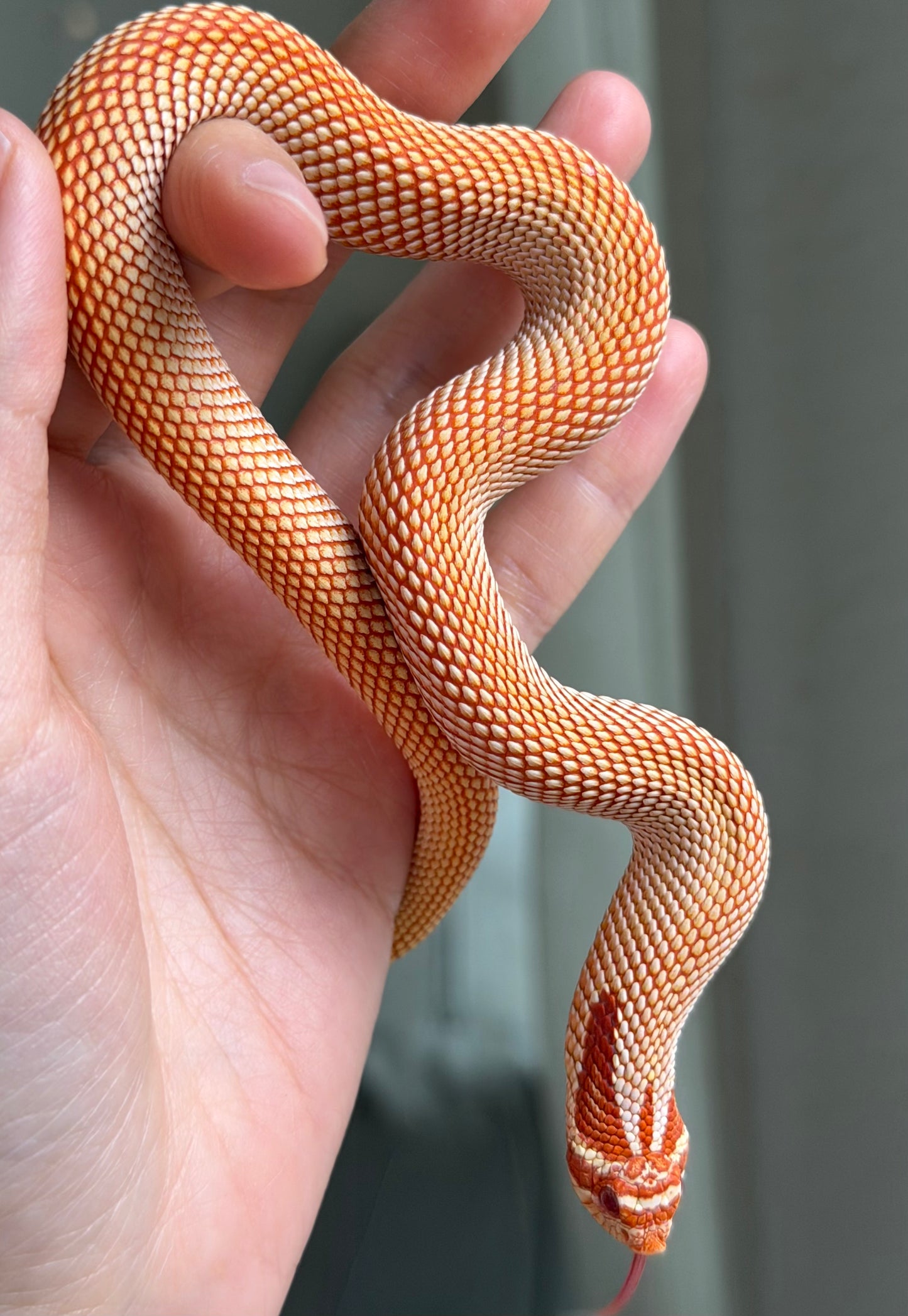 極端紅白化超級康達