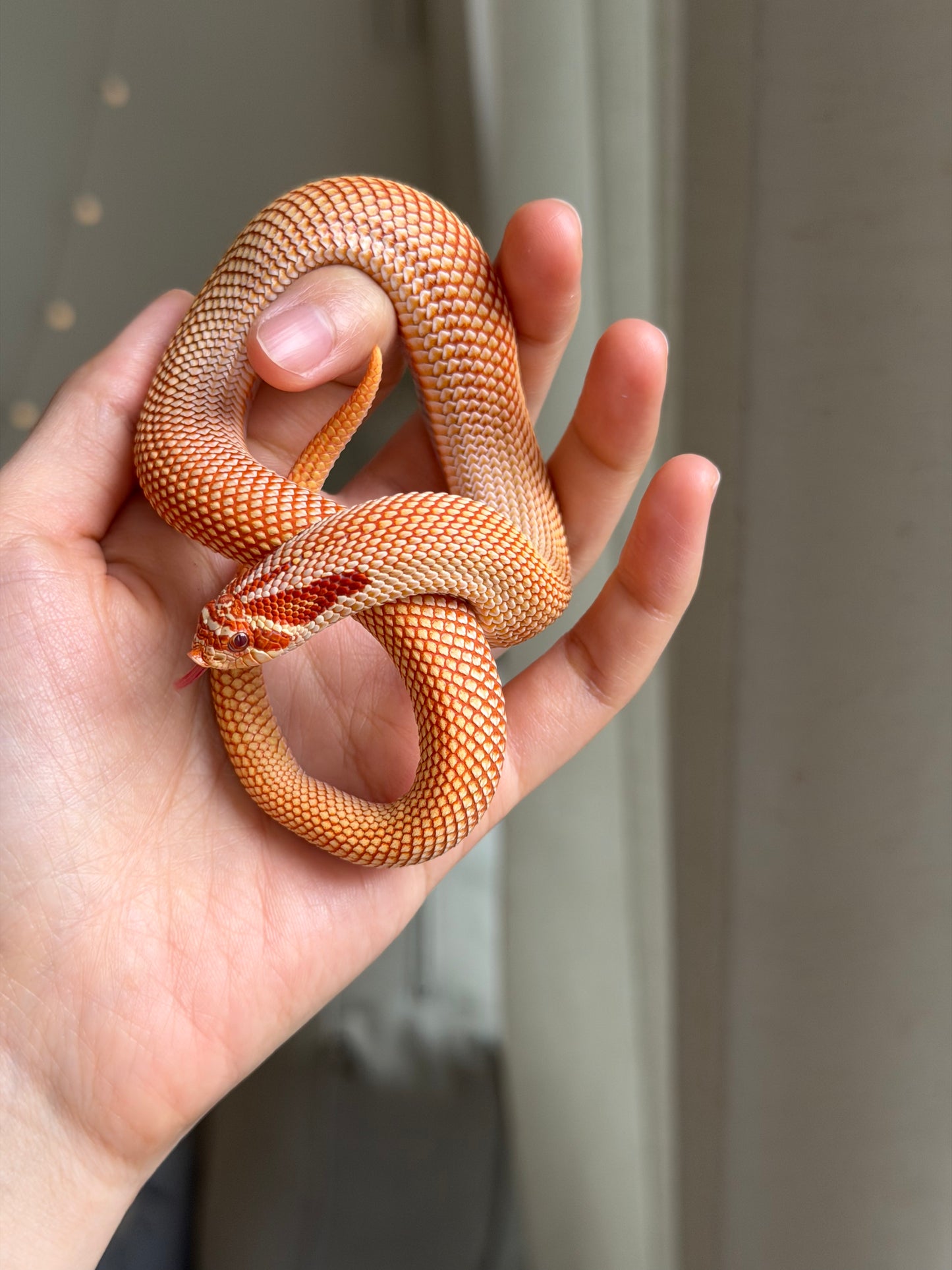 極端紅白化超級康達