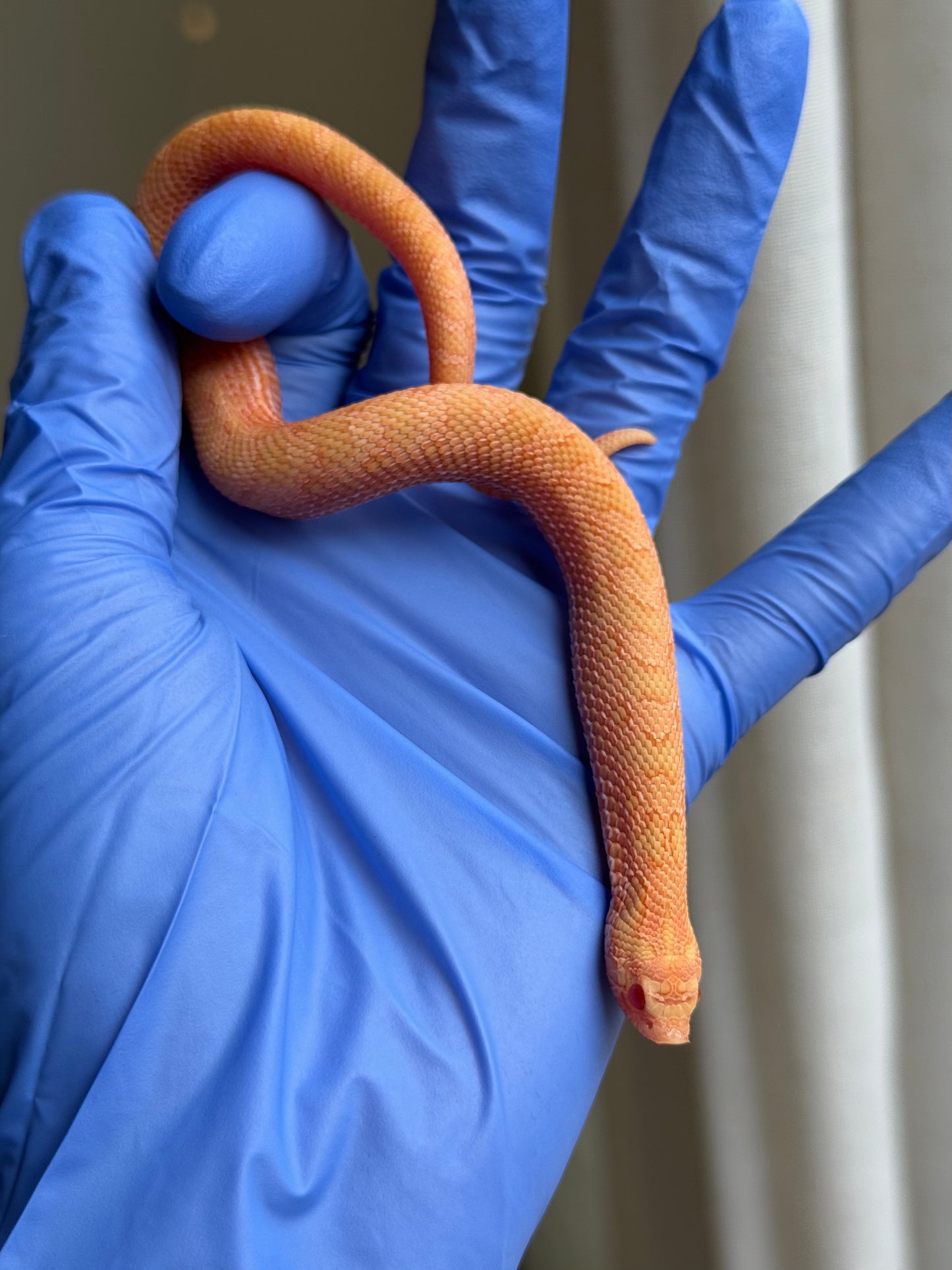 2025 太陽爆炸 ♂ (H25037)