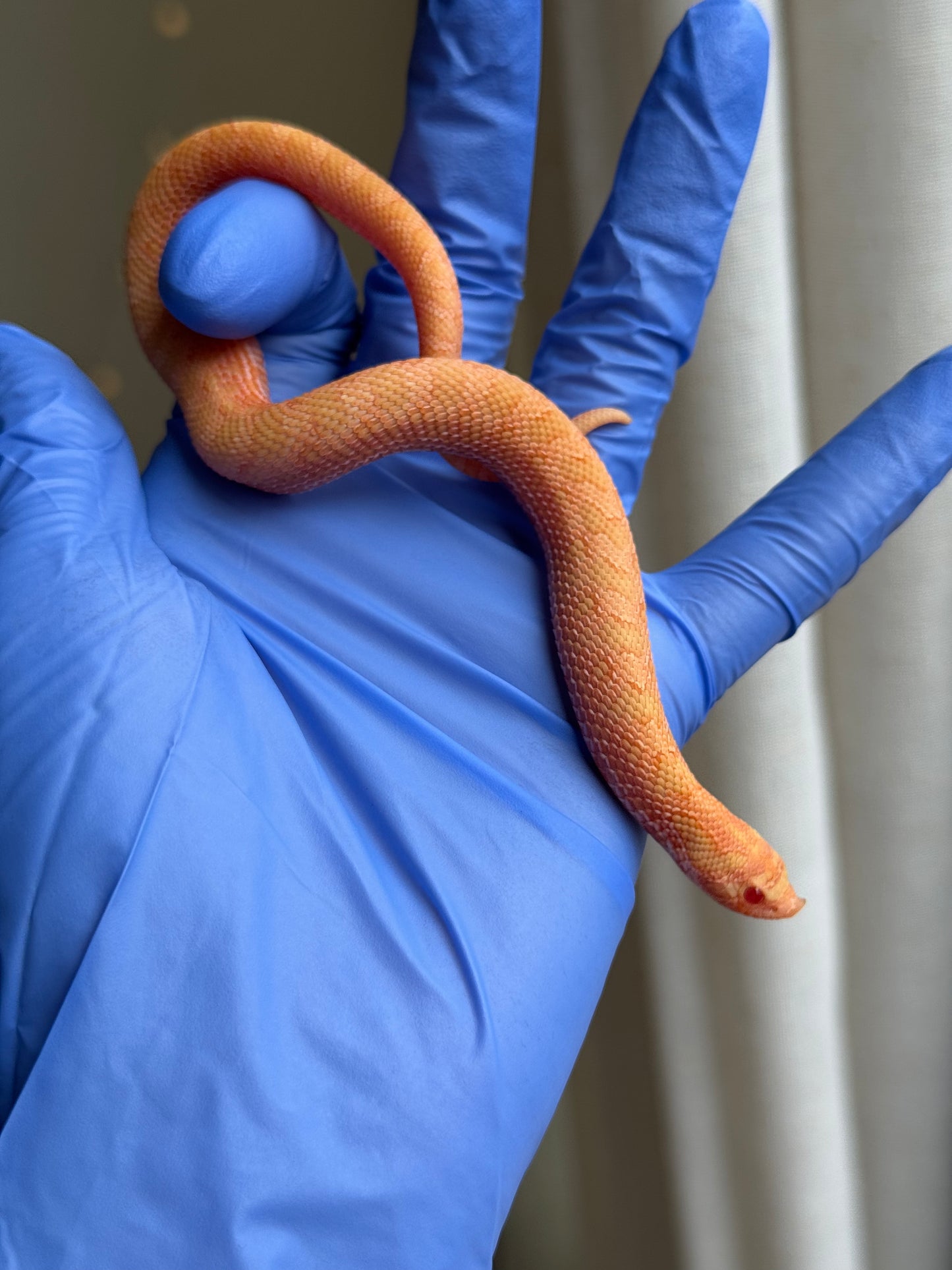 2025 太陽爆炸 ♂ (H25037)