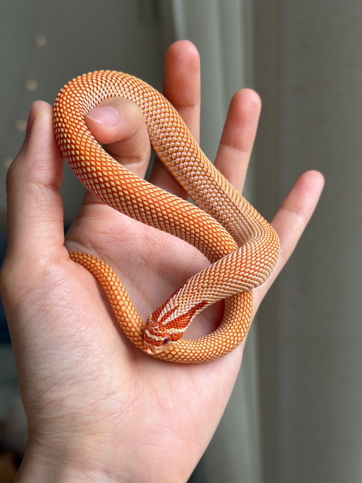 極端紅白化超級康達