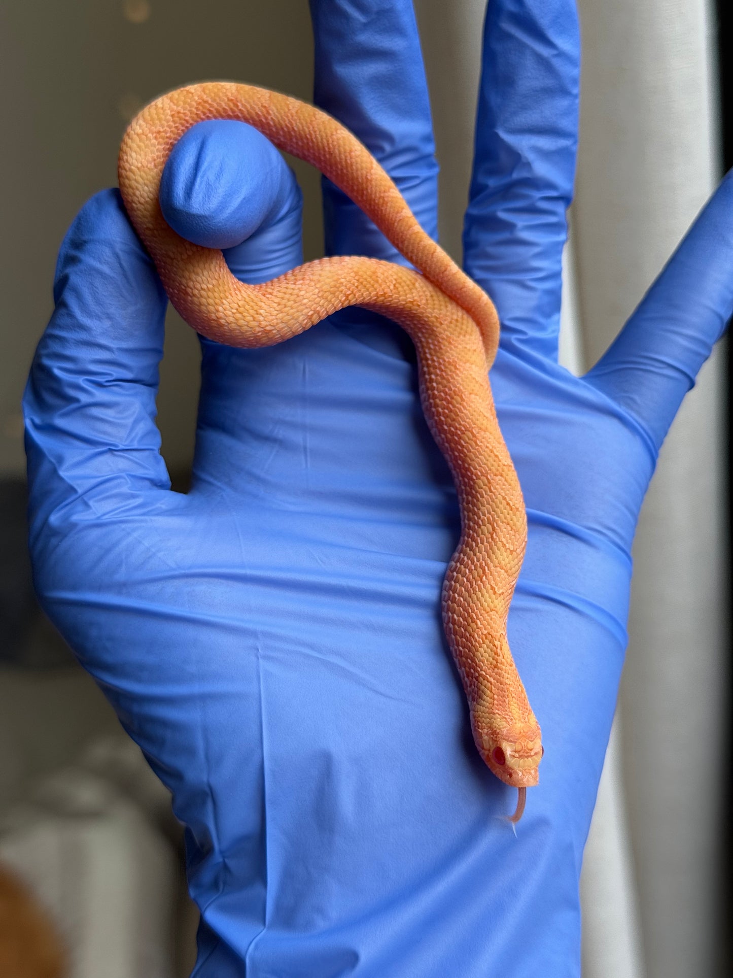 2025 太陽爆炸 ♂ (H25037)