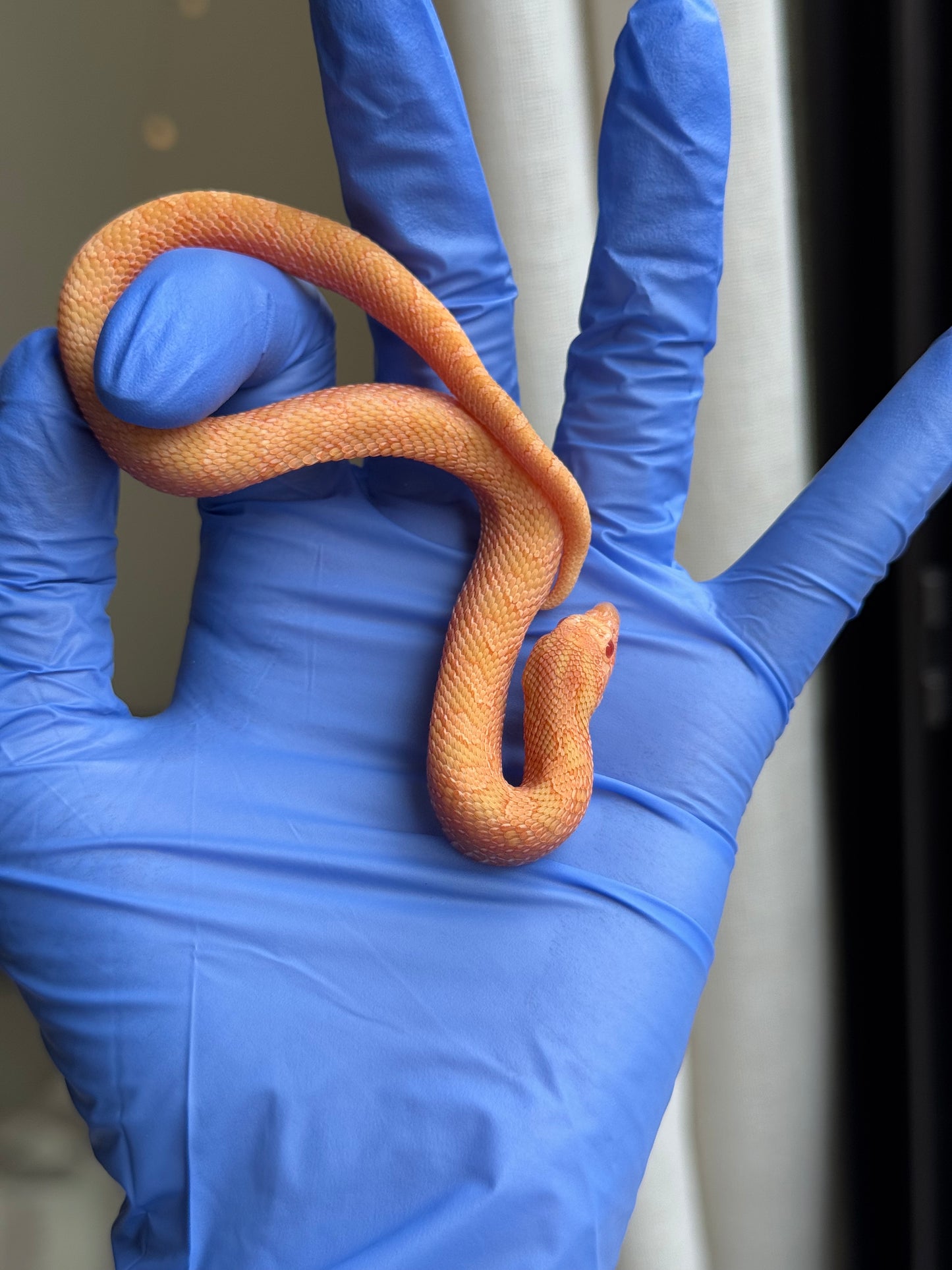 2025 太陽爆炸 ♂ (H25037)