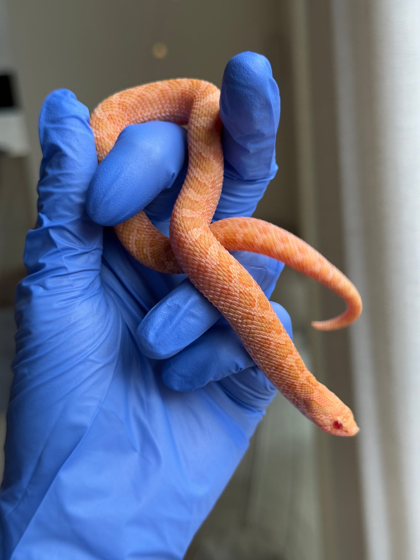 2025 太陽爆炸 ♀ (H25040)