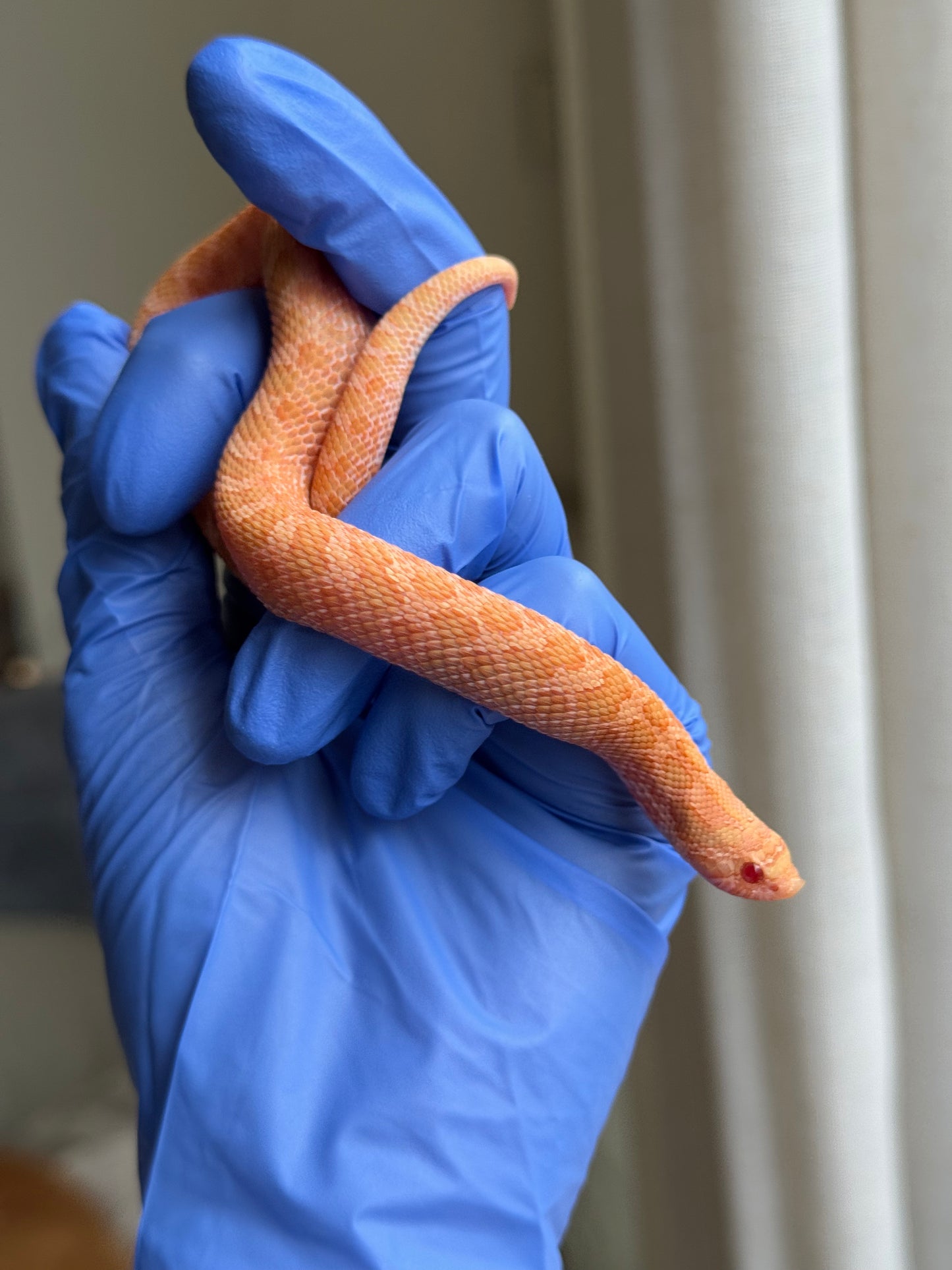 2025 太陽爆炸 ♀ (H25040)