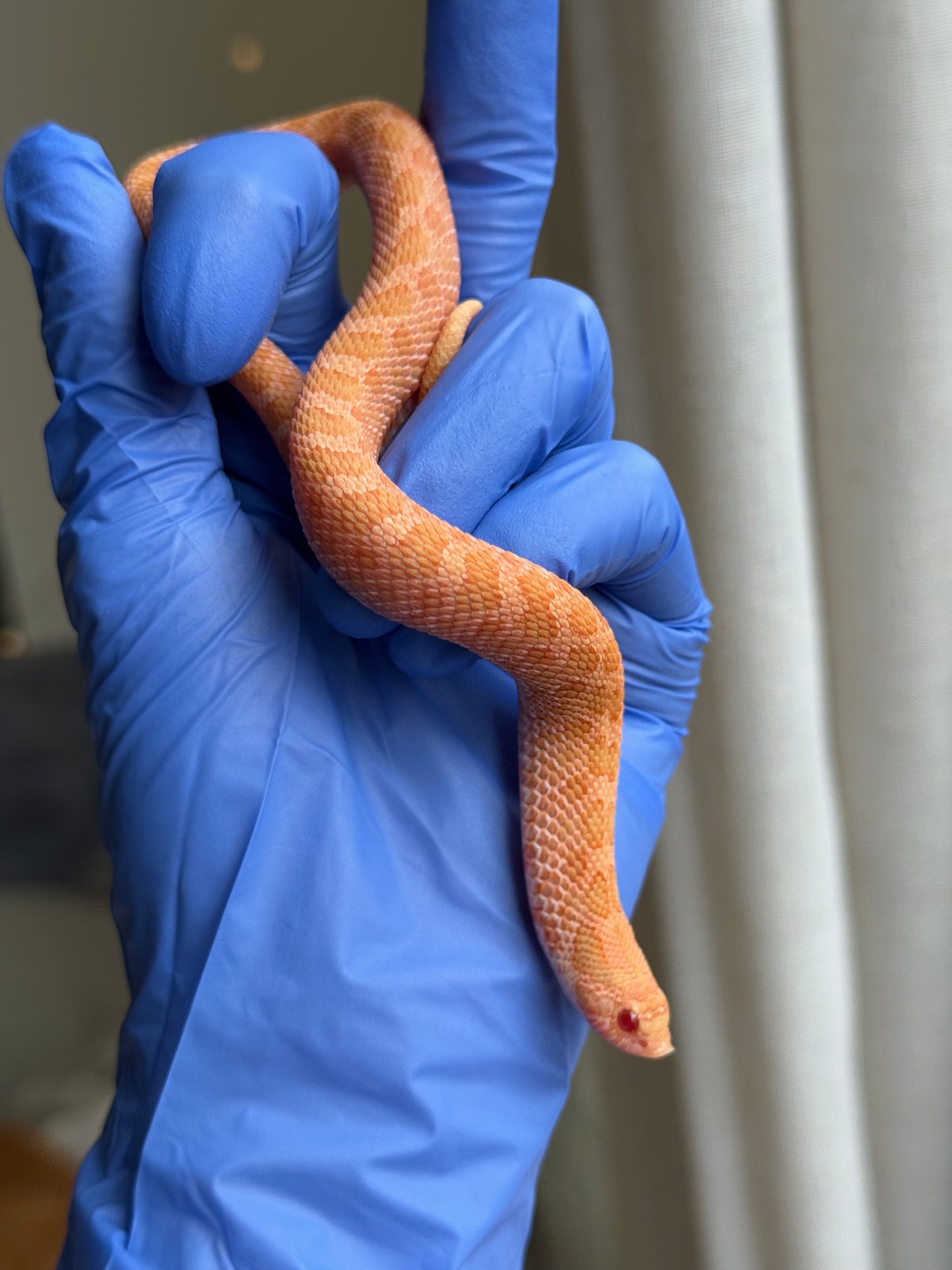 2025 太陽爆炸 ♀ (H25040)