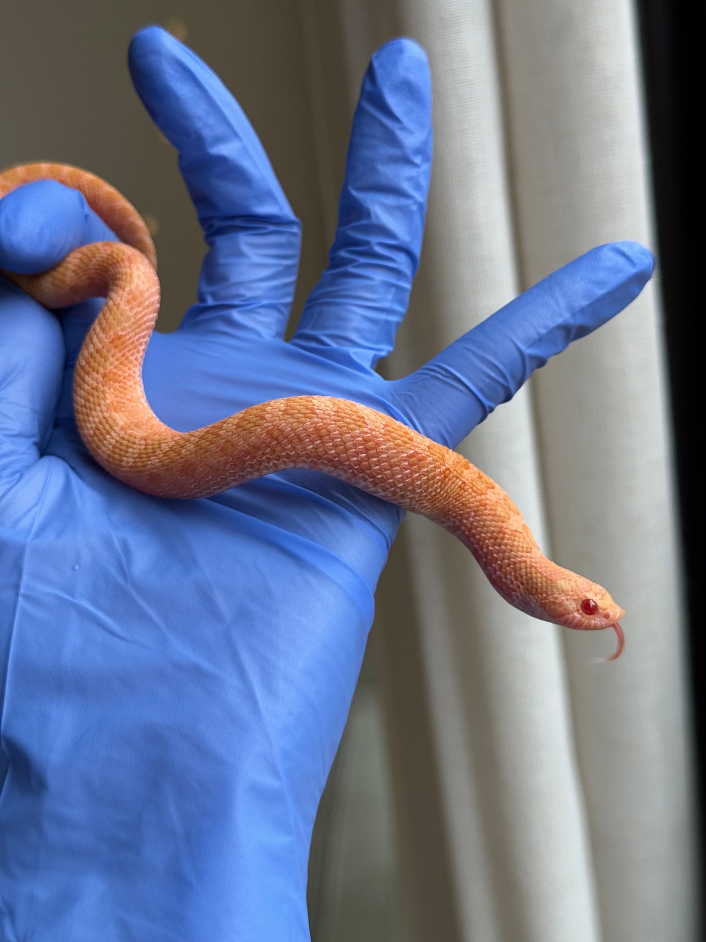 2025 太陽爆炸 ♀ (H25040)