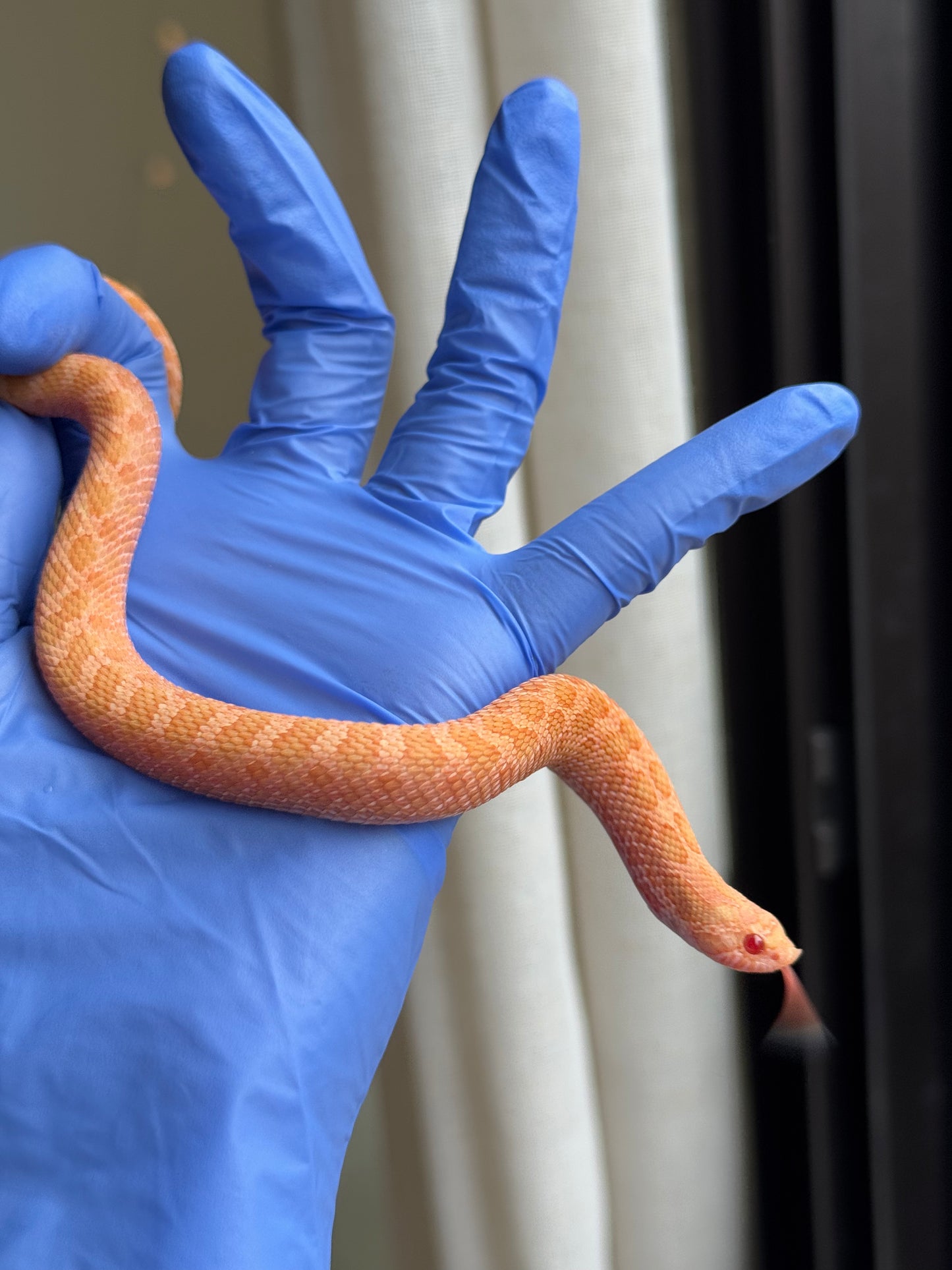 2025 太陽爆炸 ♀ (H25040)