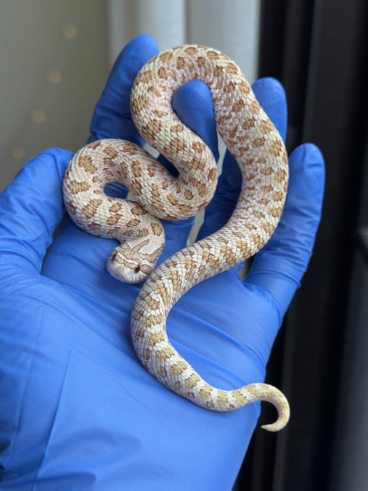 2025 北極太妃Het紫貂 ♀ (H25070)