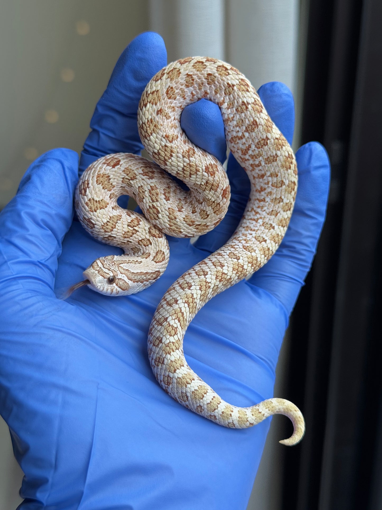 2025 北極太妃Het紫貂 ♀ (H25070)