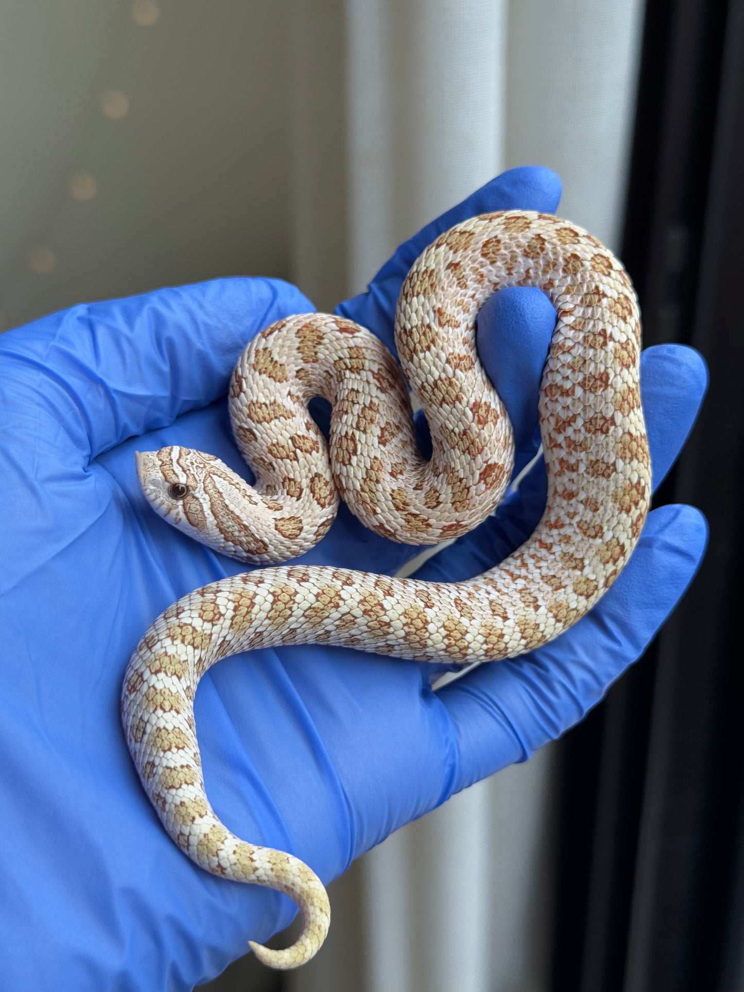 2025 北極太妃Het紫貂 ♀ (H25070)