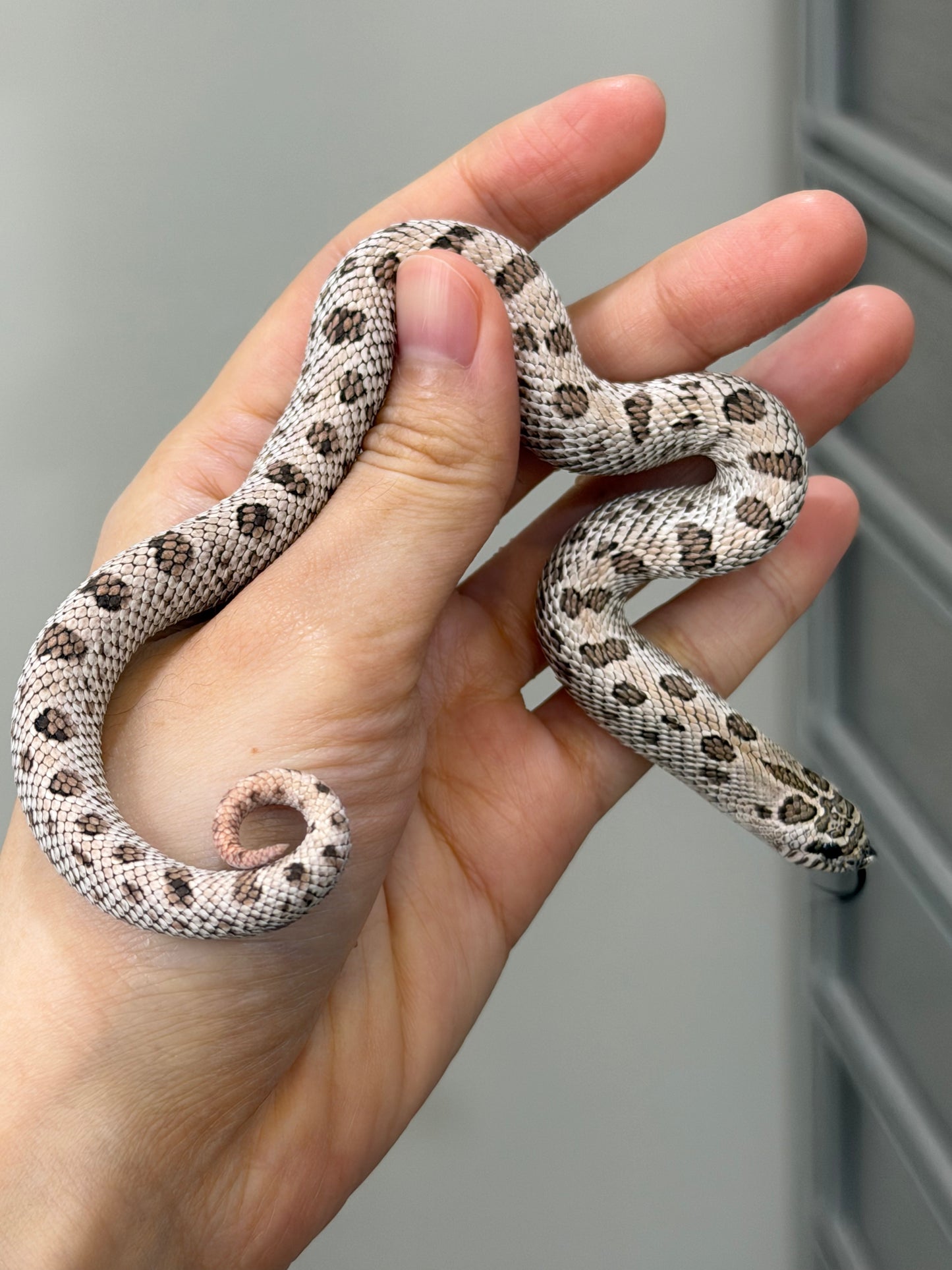 2025 超級北極康達 ♀ (H25208）