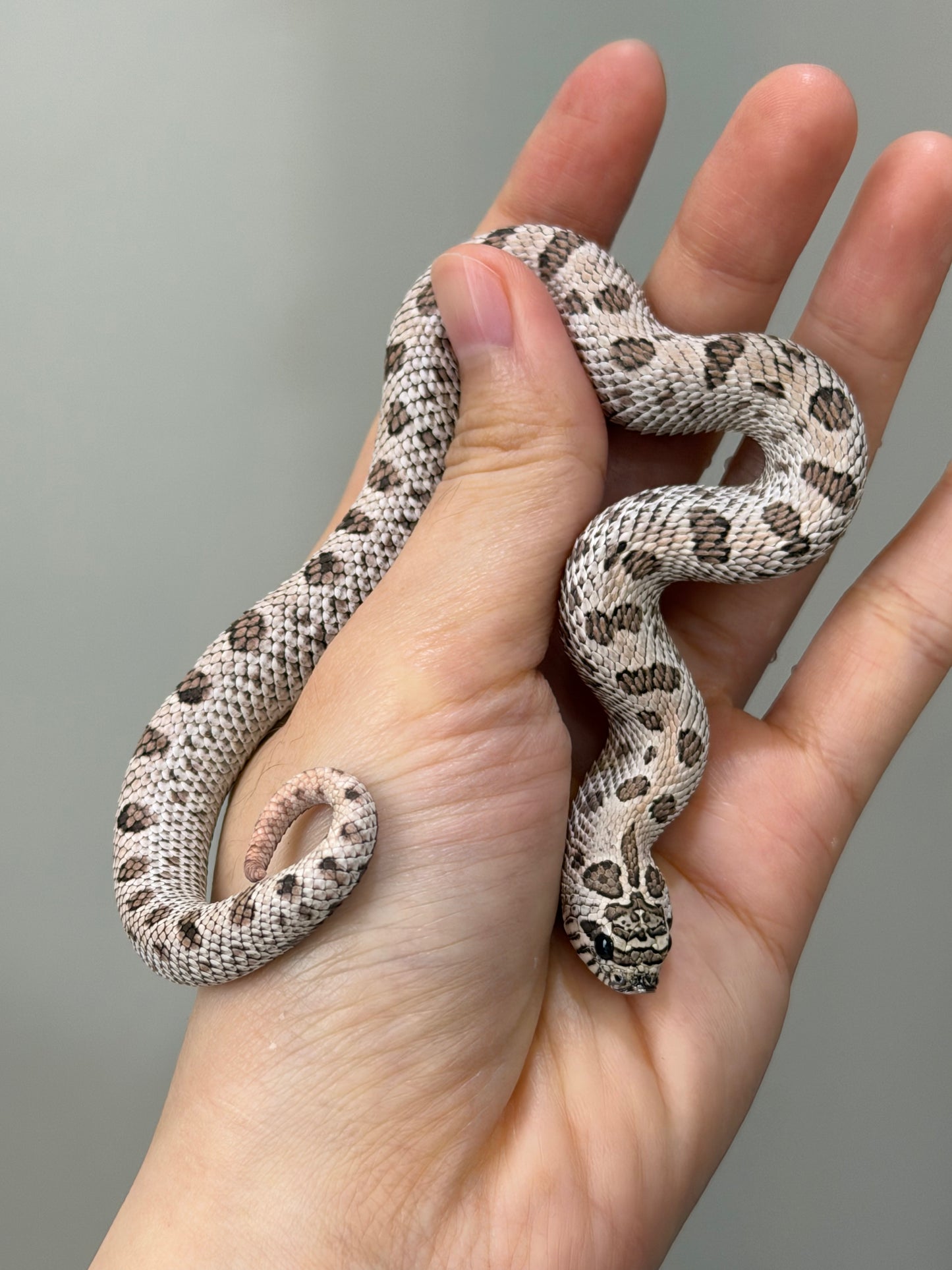 2025 超級北極康達 ♀ (H25208）