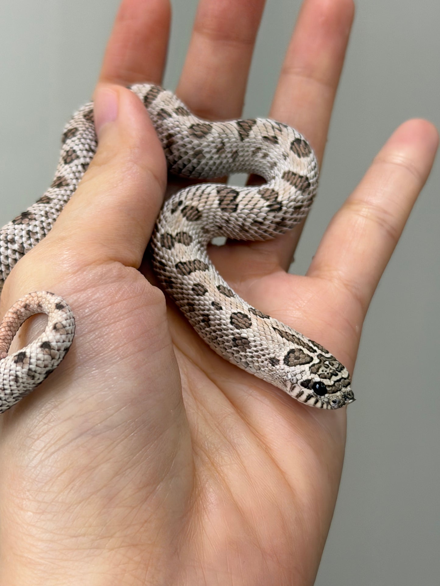 2025 超級北極康達 ♀ (H25208）