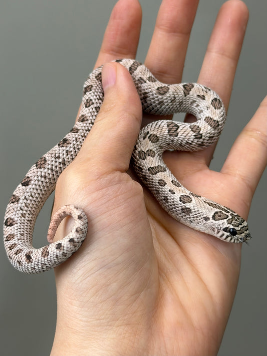 2025 超級北極康達 ♀ (H25208）