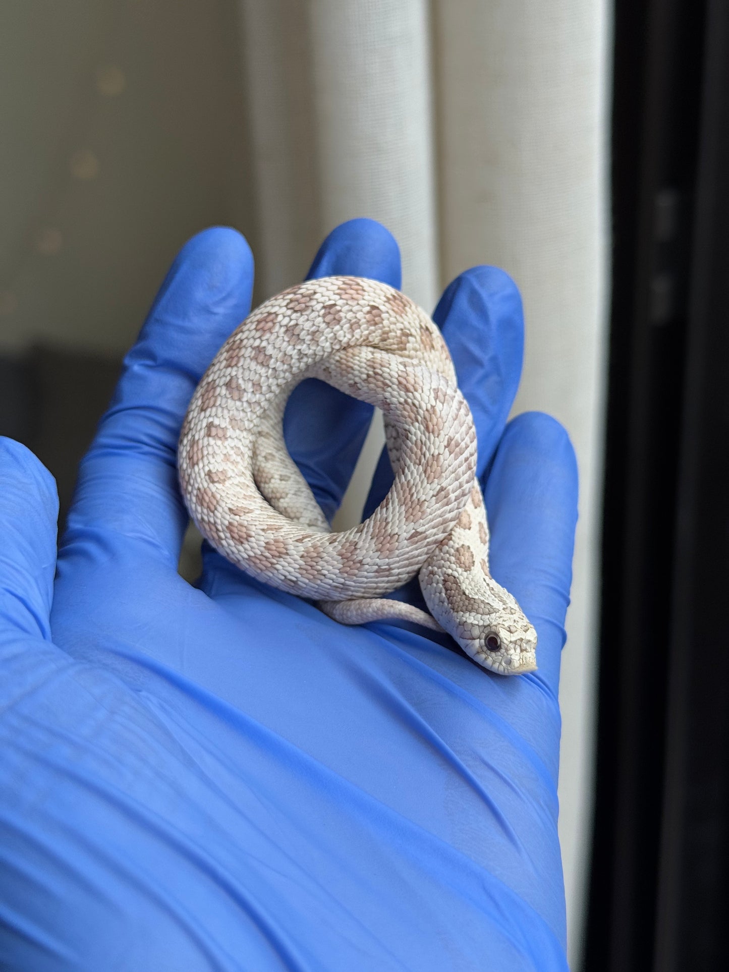 2025 毒藥 ♂ (H25248)