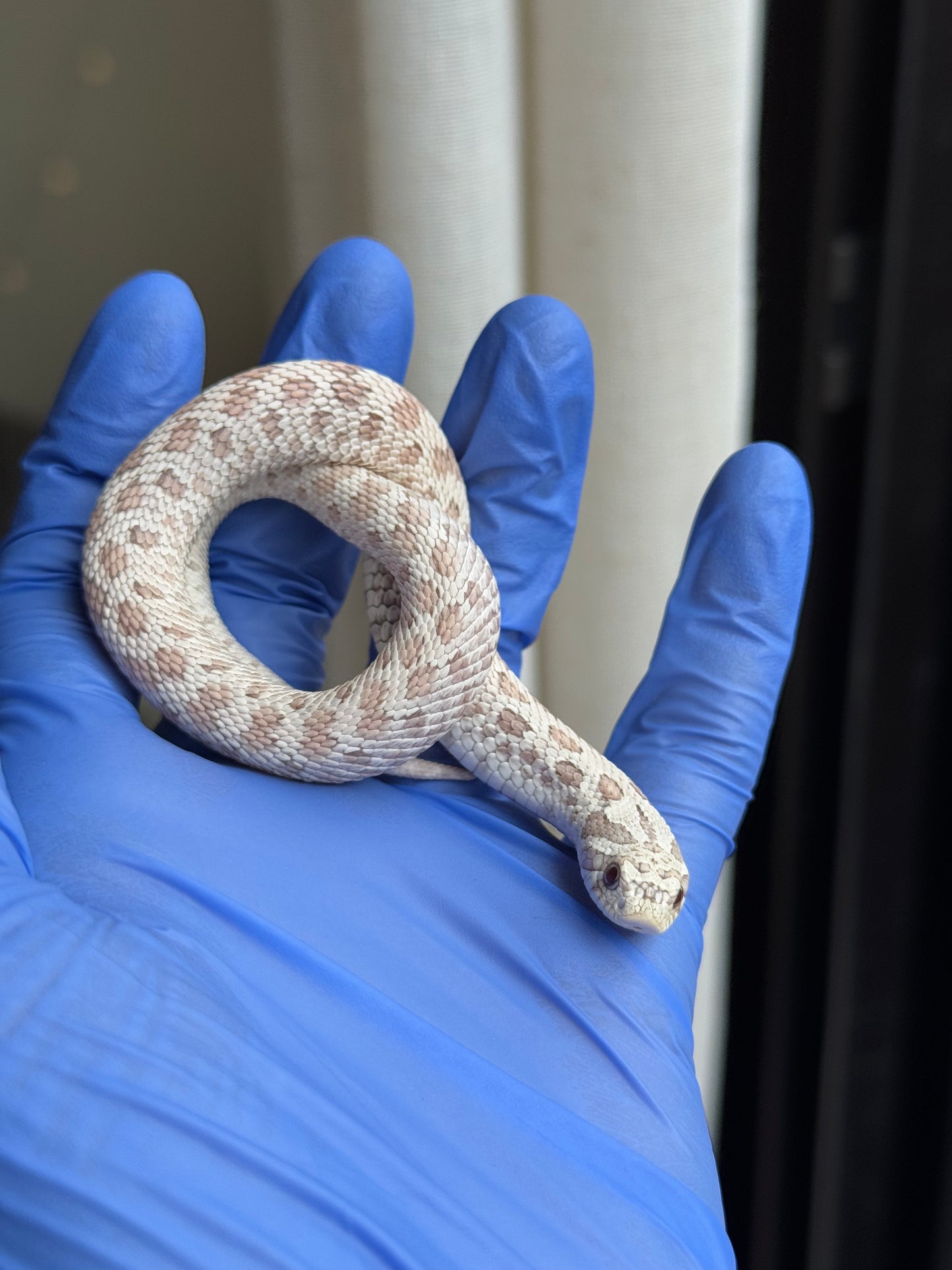 2025 毒藥 ♂ (H25248)