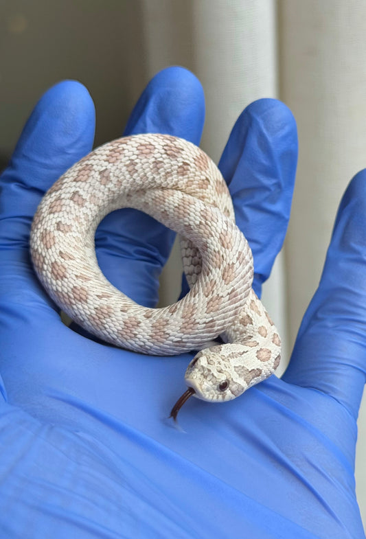 2025 毒藥 ♂ (H25248)