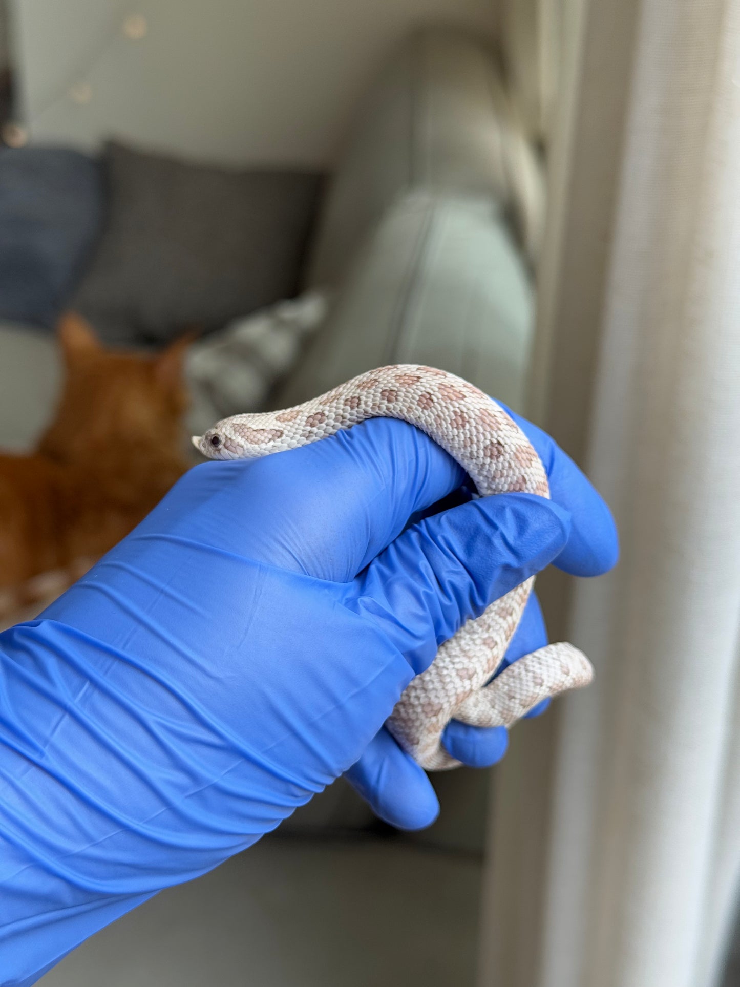 2025 毒藥 ♂ (H25248)