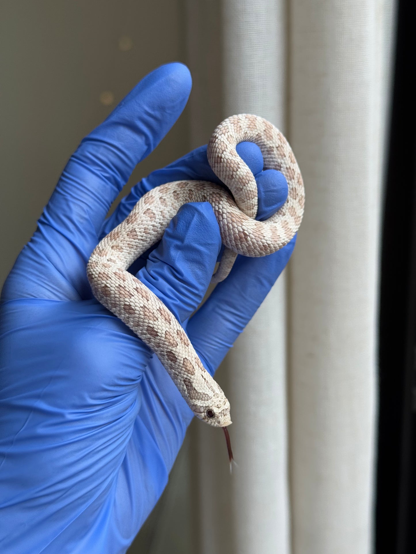 2025 毒藥 ♂ (H25248)