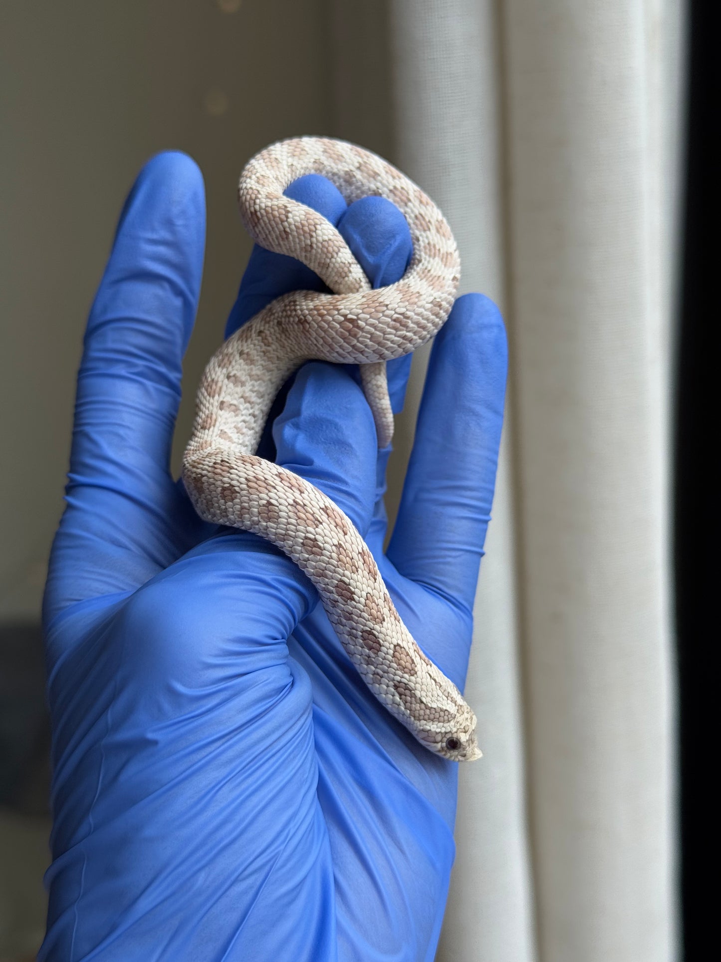 2025 毒藥 ♂ (H25248)