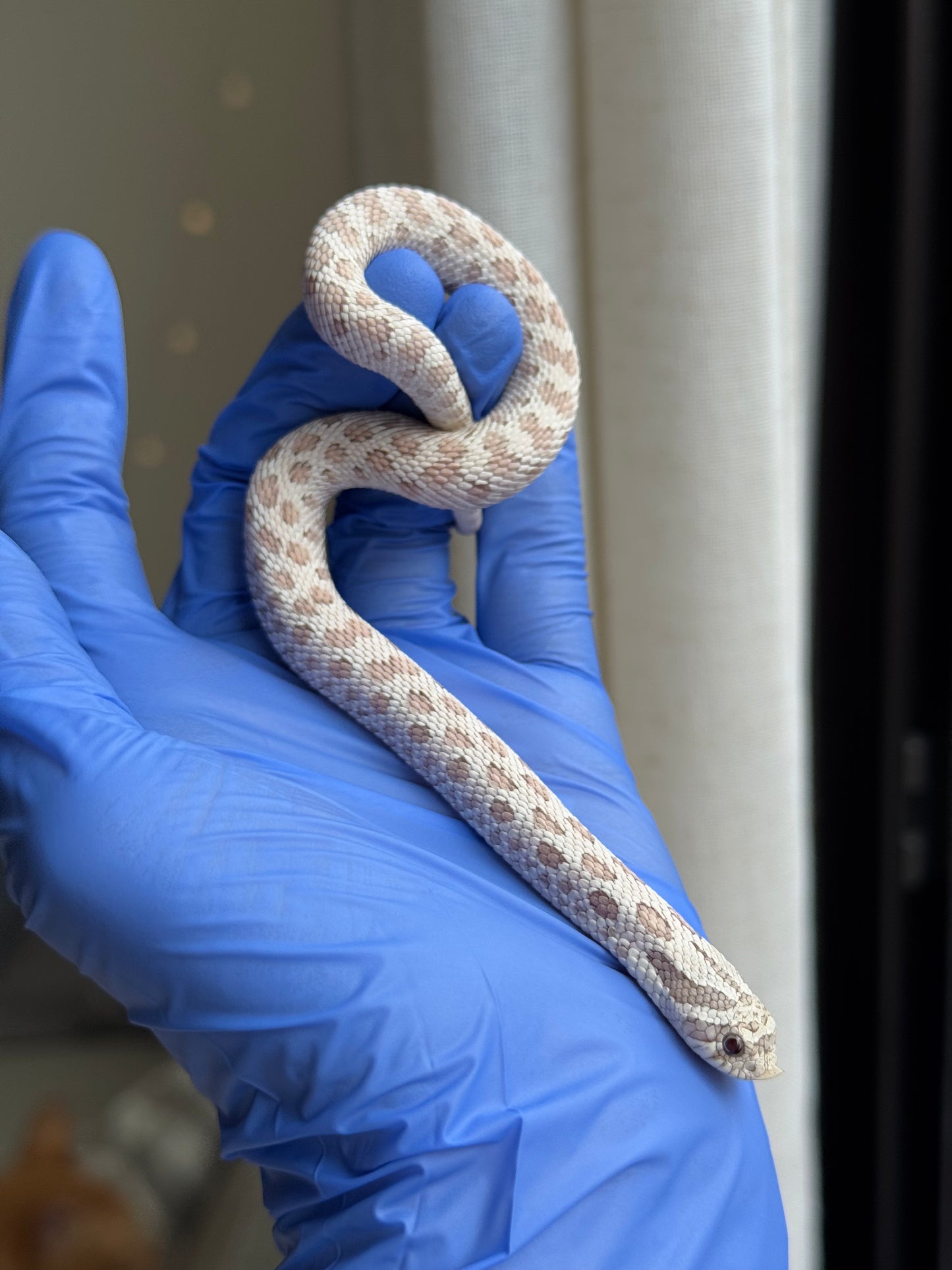 2025 毒藥 ♂ (H25248)