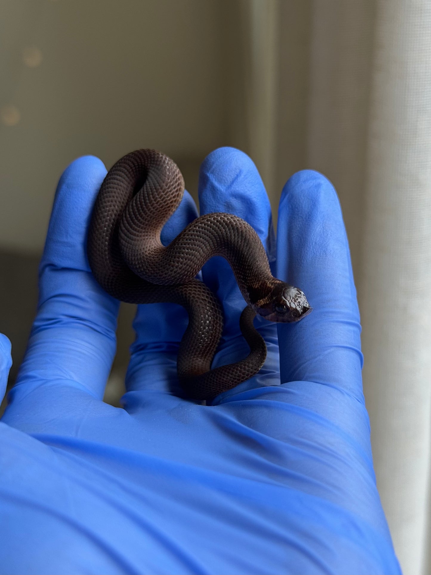 2025 瑞士巧克力超級康達,彩色爆風血系66%ph白化 ♂ (H25440)