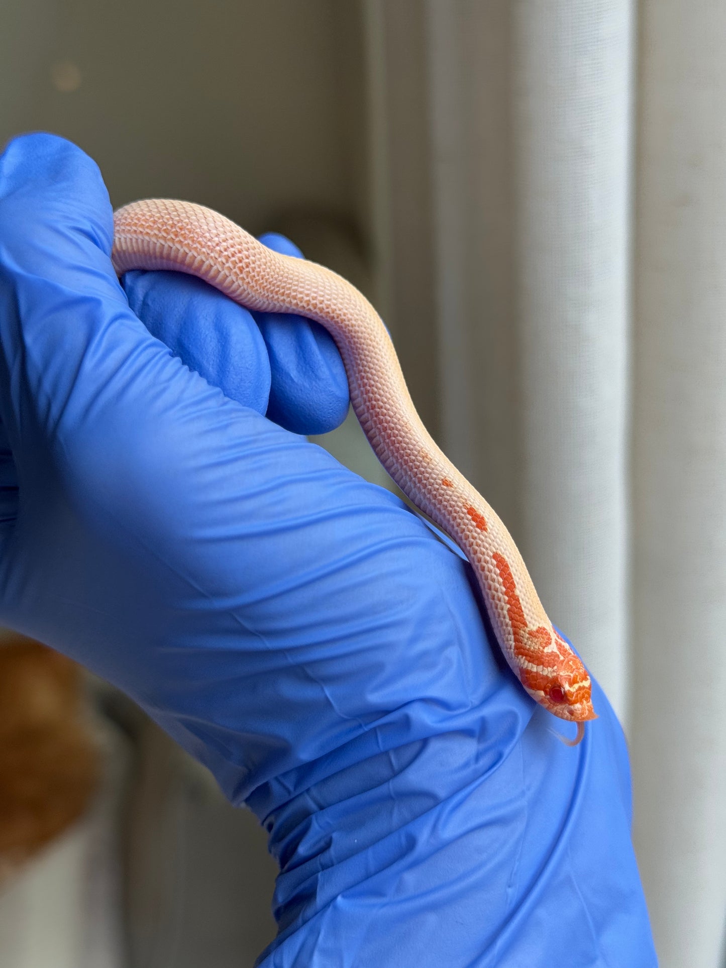 2025 白化超級康達50%彩色爆風血系66%ph瑞士巧克力 ♀ (H25442)