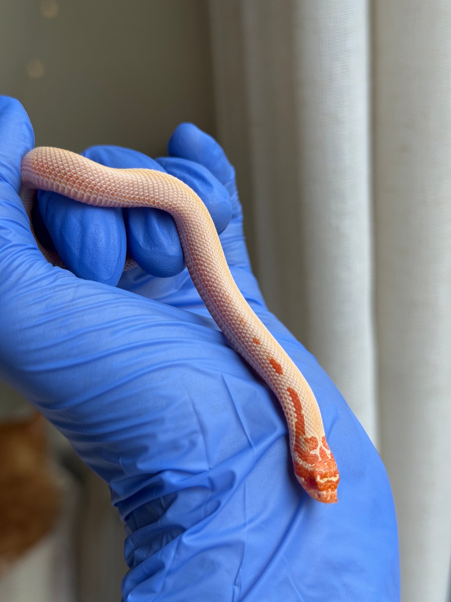 2025 白化超級康達50%彩色爆風血系66%ph瑞士巧克力 ♀ (H25442)