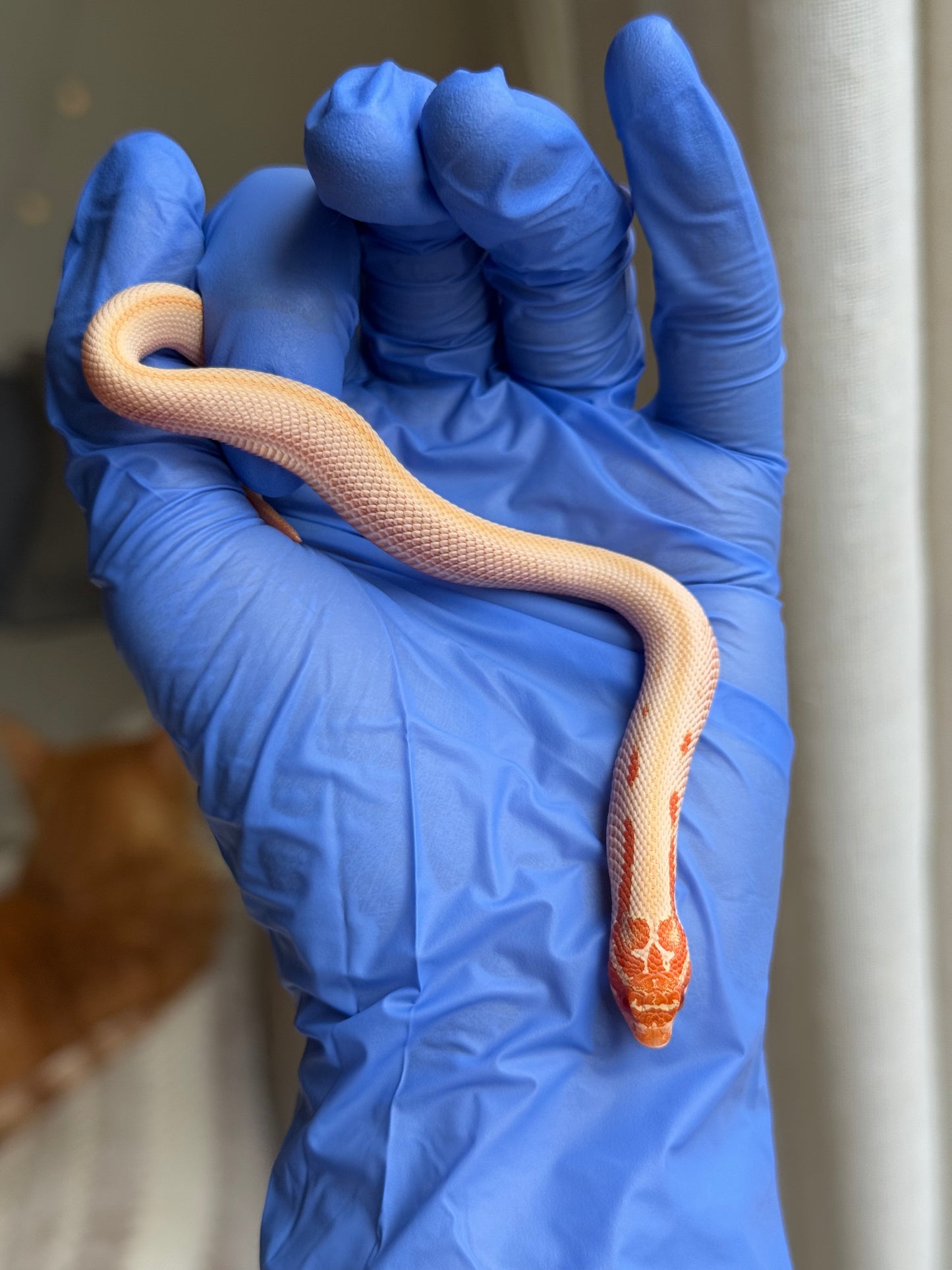 2025 白化超級康達50%彩色爆風血系66%ph瑞士巧克力 ♀ (H25442)