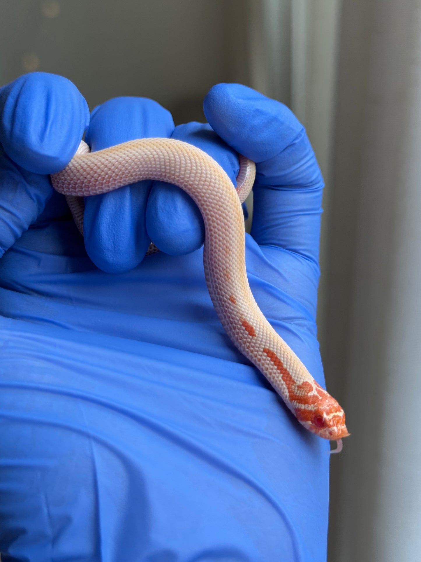 2025 白化超級康達50%彩色爆風血系66%ph瑞士巧克力 ♀ (H25442)