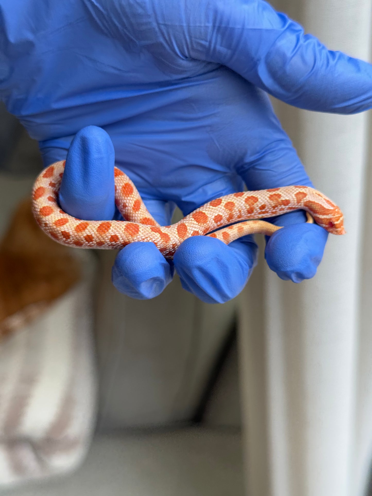 2025 白化康達,50%彩色爆風血系66%ph巧克力 ♂ (H25416)