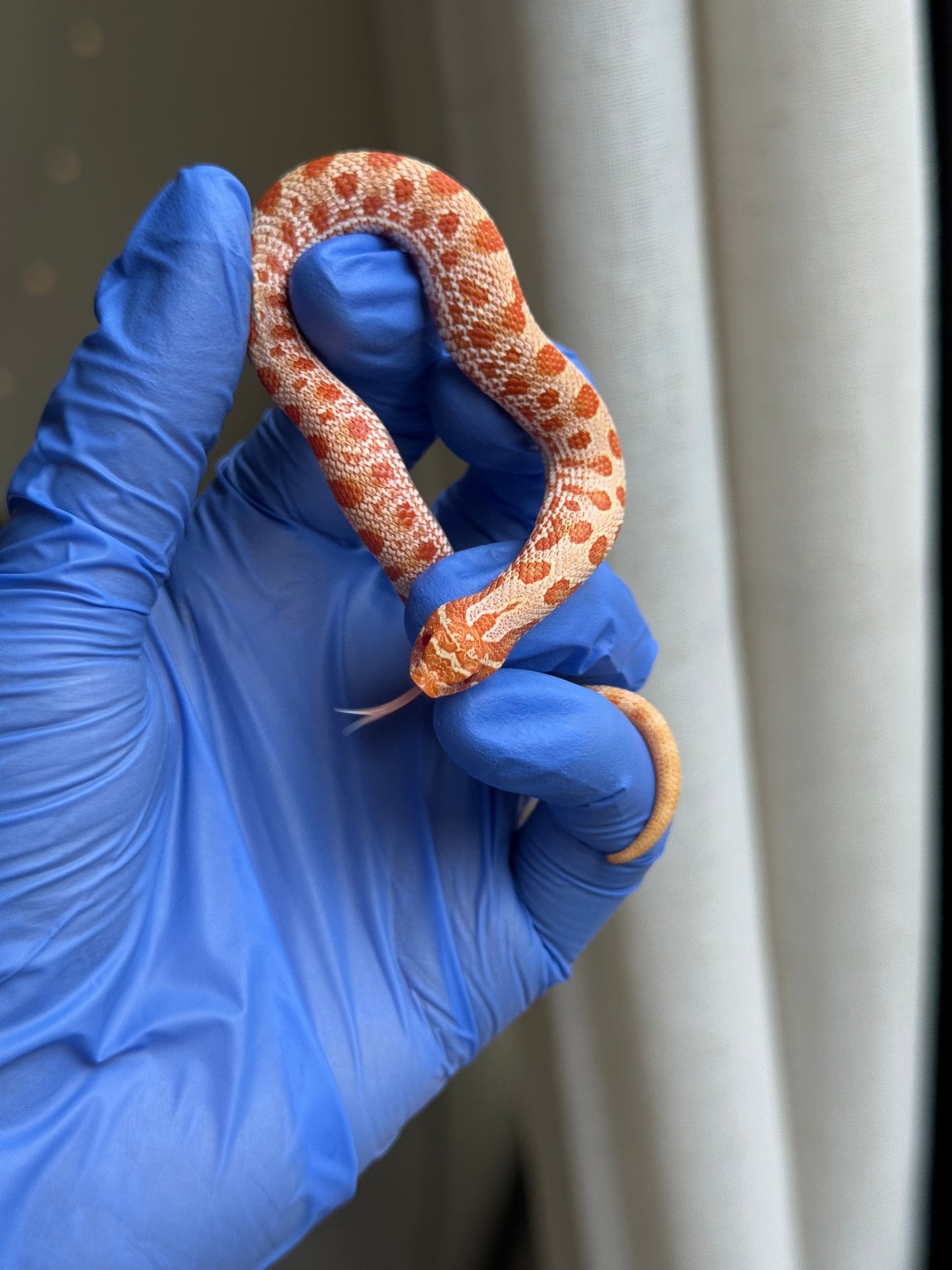 2025 白化康達,50%彩色爆風血系66%ph巧克力 ♂ (H25416)