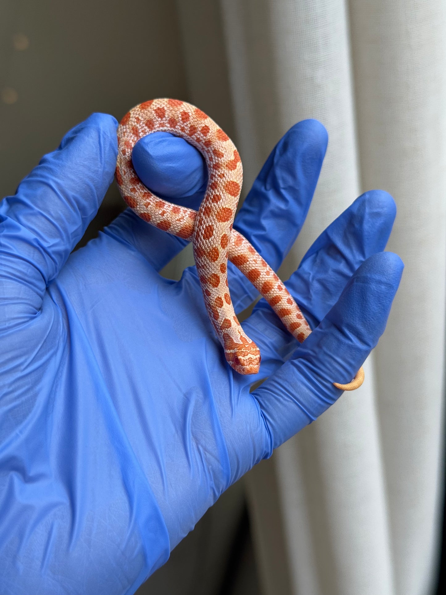 2025 白化康達,50%彩色爆風血系66%ph巧克力 ♂ (H25416)