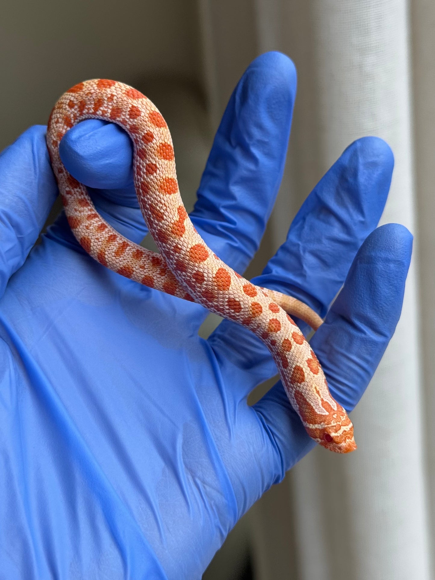 2025 白化康達,50%彩色爆風血系66%ph巧克力 ♂ (H25416)